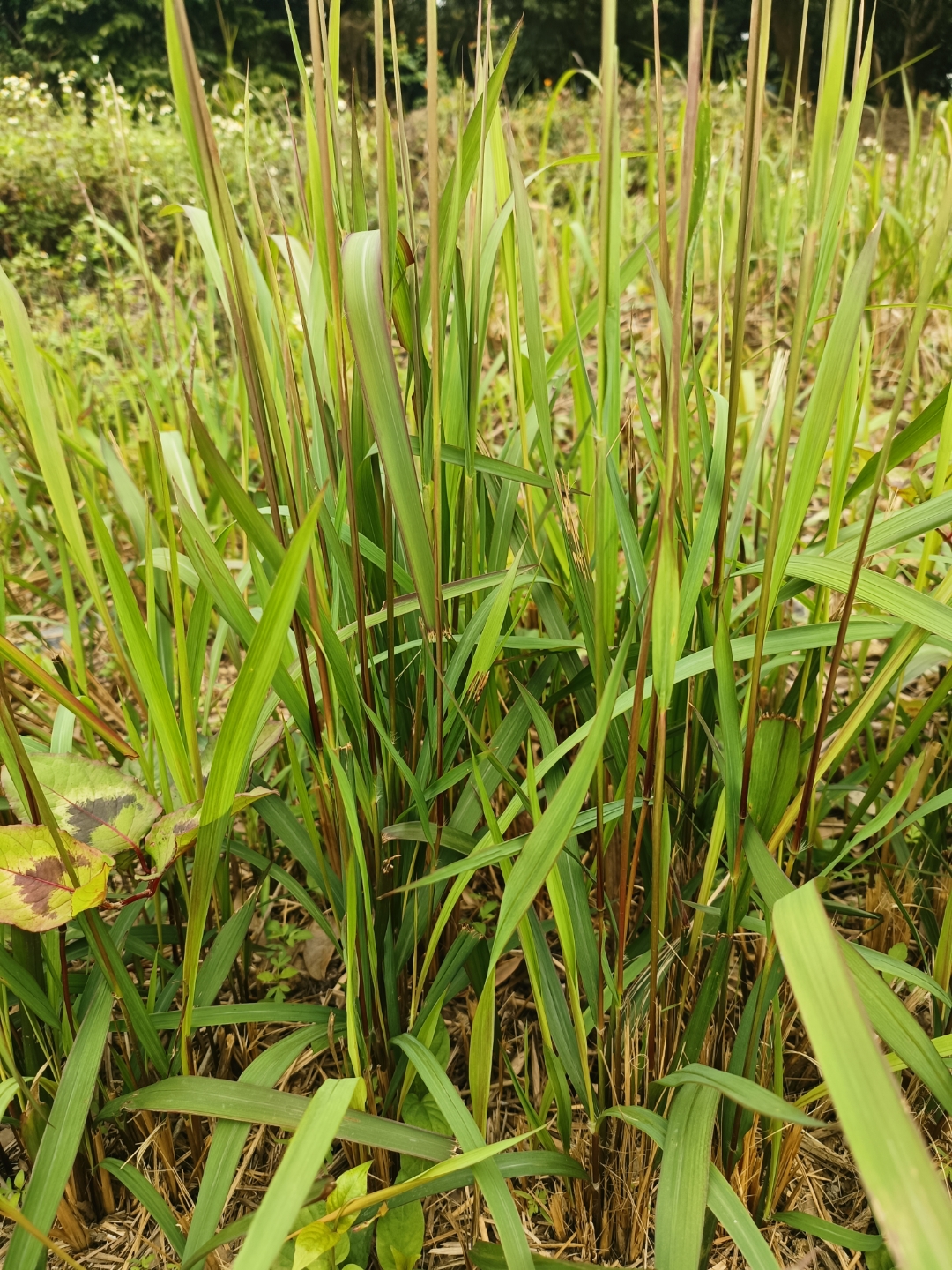 今日份绿色治愈🍃
