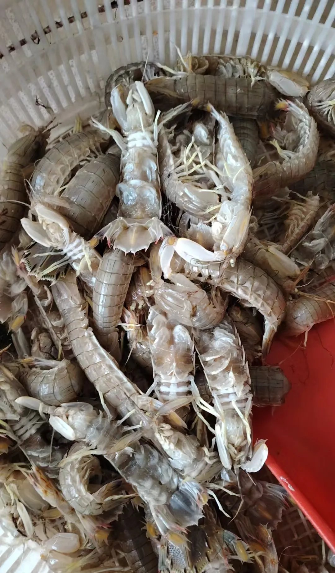 爬虾现在真是贵得离谱