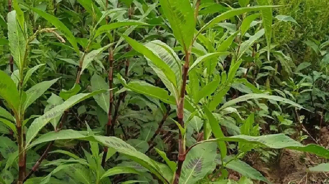 回老家发现田边长了一大片很茂盛却不知叫什么,老公说叶子可以煮汤