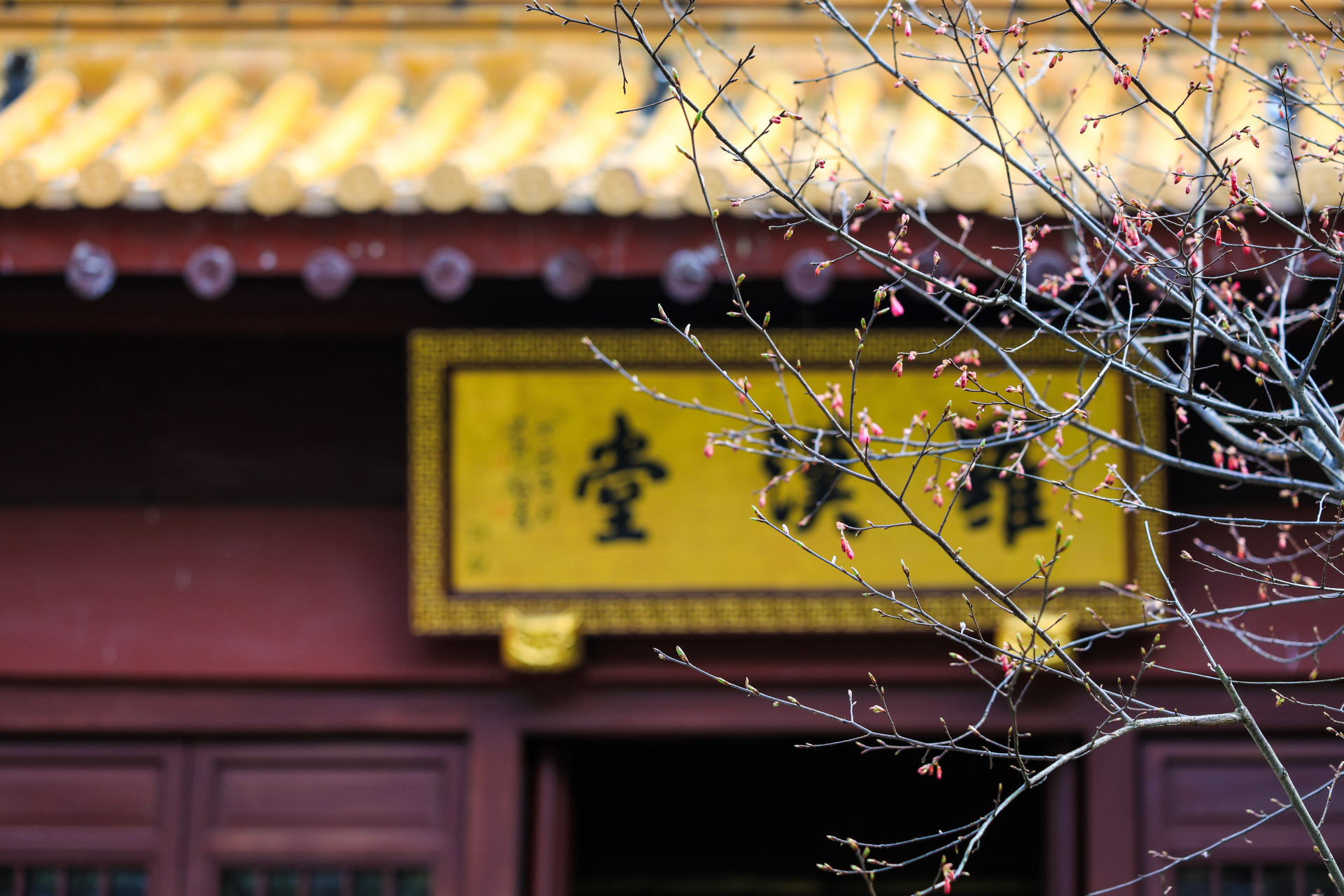 金华智者寺感受春的气息.