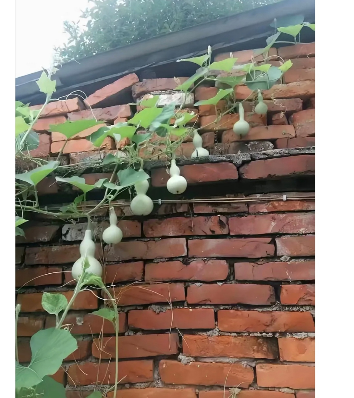 墙角种的葫芦藤,刚好结了7个小葫芦,葫芦娃,葫芦娃,一根藤上7个瓜