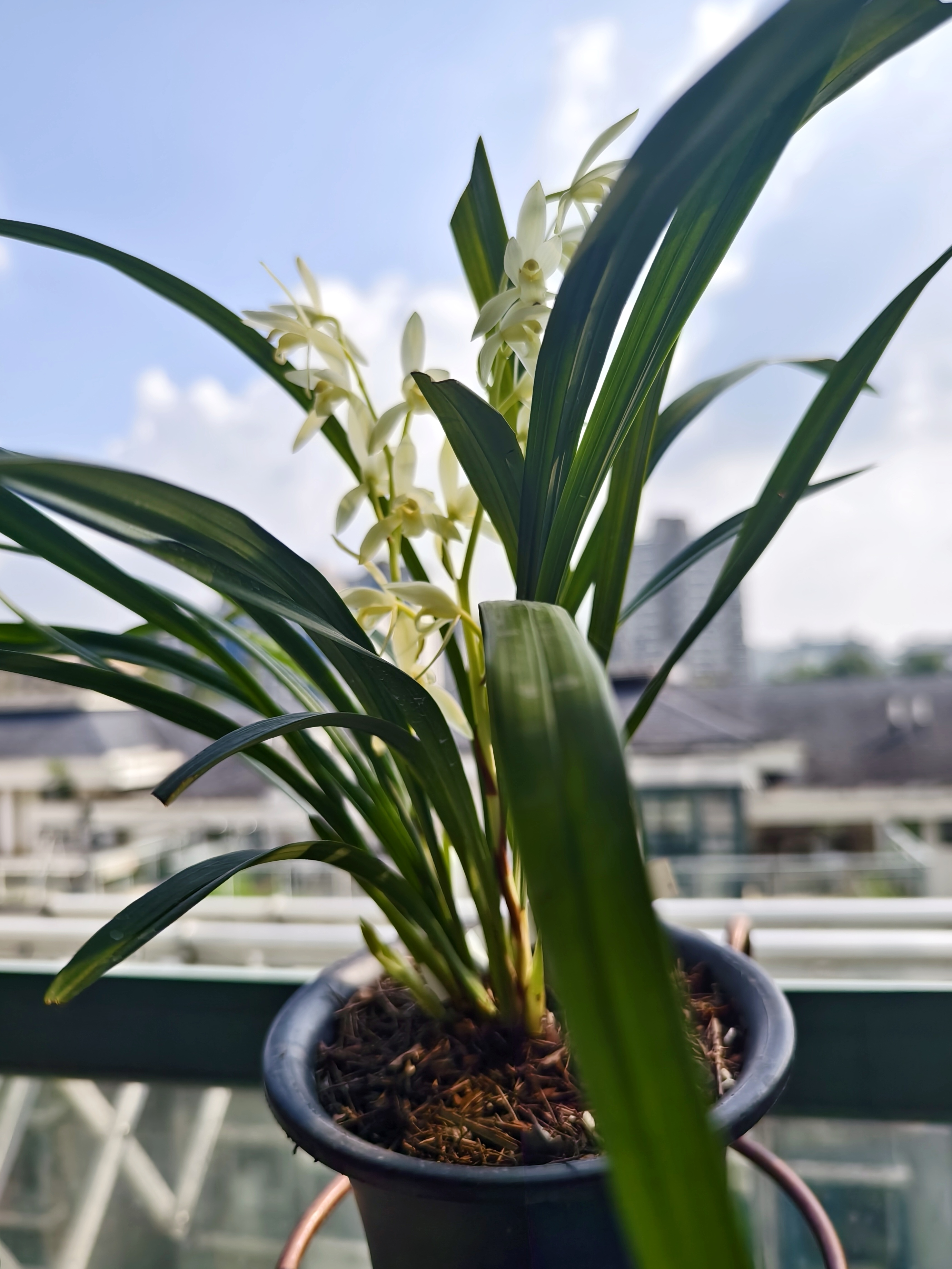 国庆假日,宅家赏花,我养的兰花,在国庆期间绽放