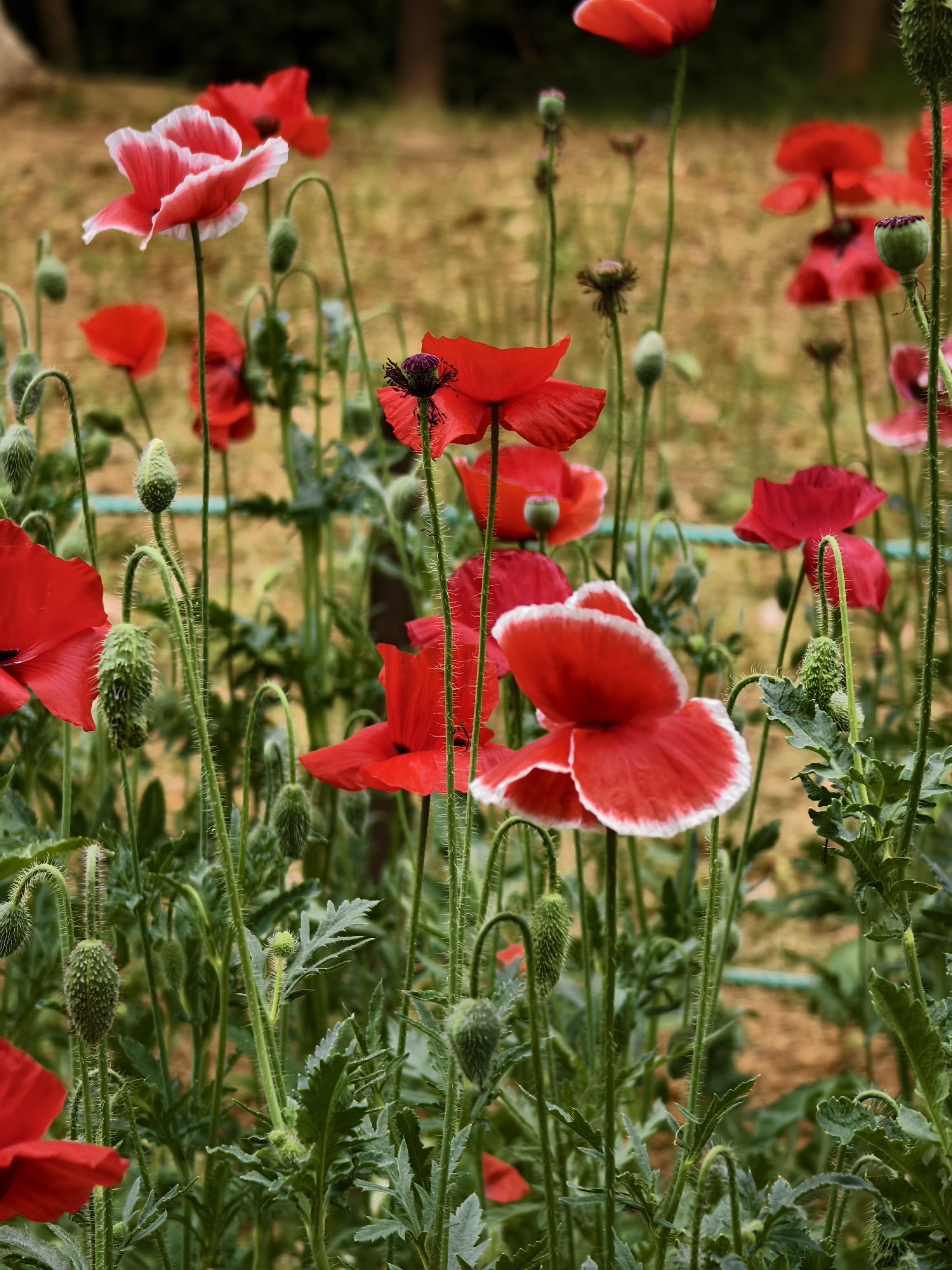 散步途中随手拍,欣赏美丽的虞美人:在南京十朝历史文化园中,有一条很