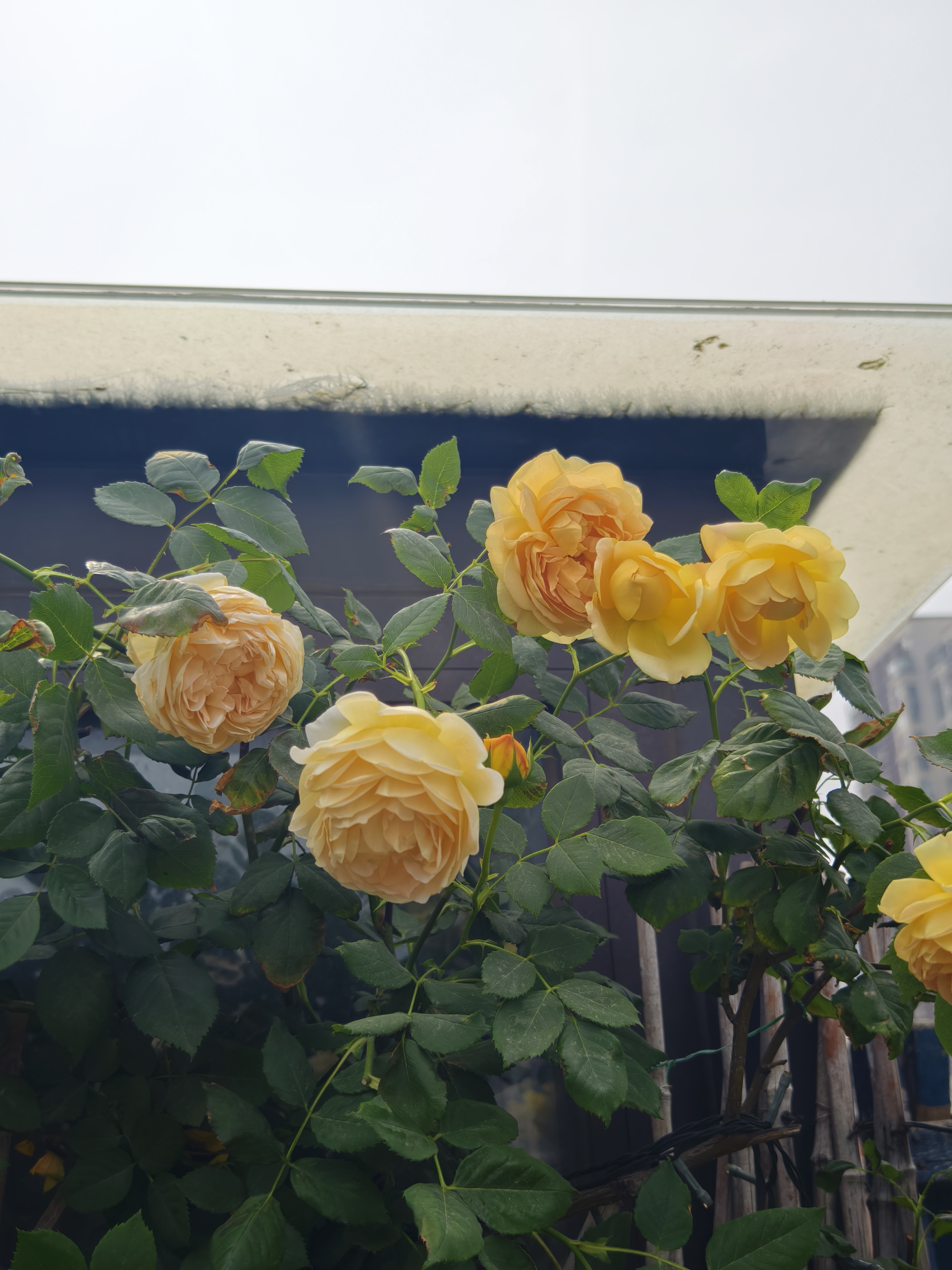 最喜欢的黄色藤本月季,黄金庆典:今年的黄金庆典每一朵开出来,都是