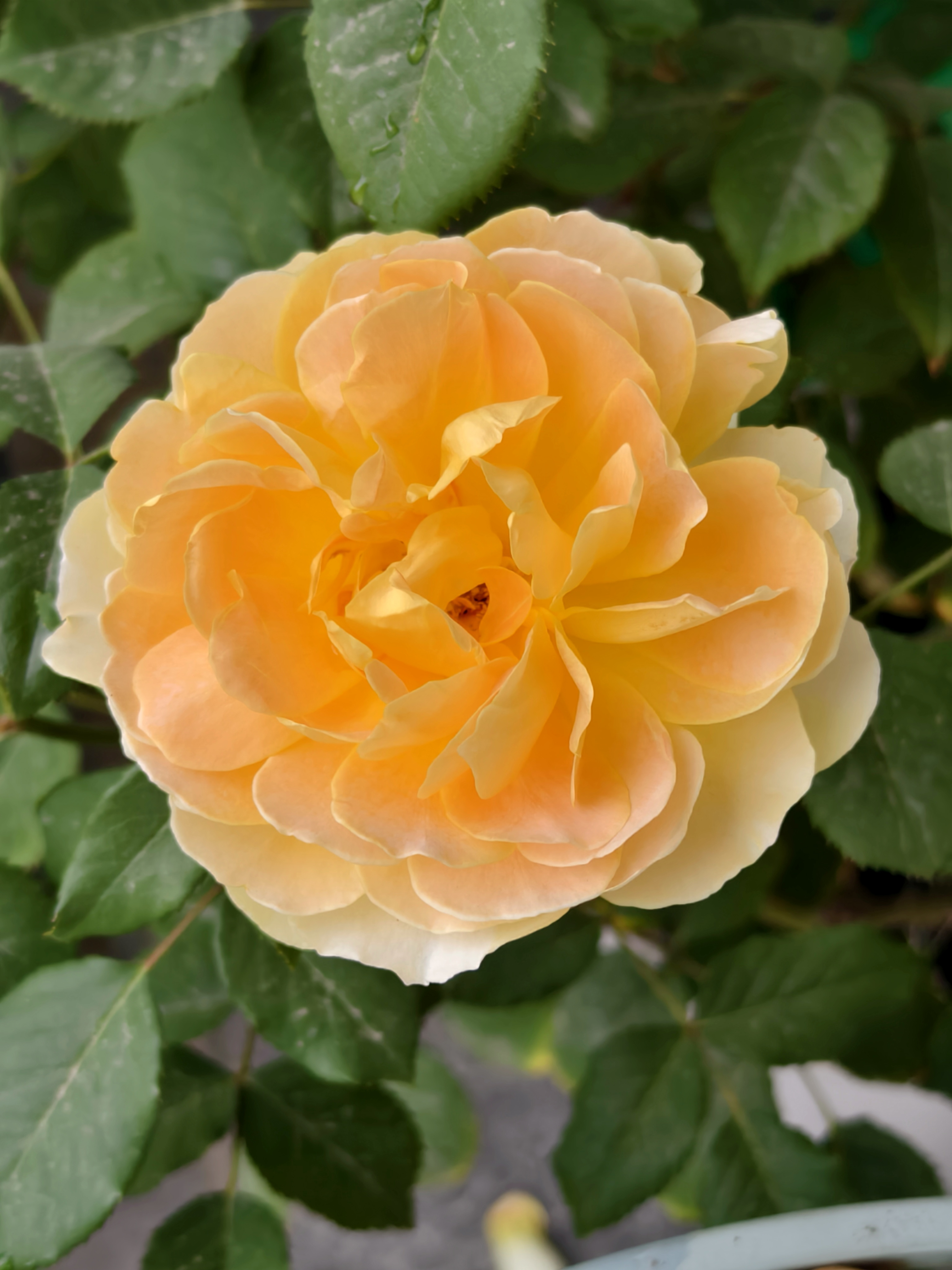 我这盆魔力妞种在一个两加仑盆,由于魔力妞株型不大,我摆放月季盆有点