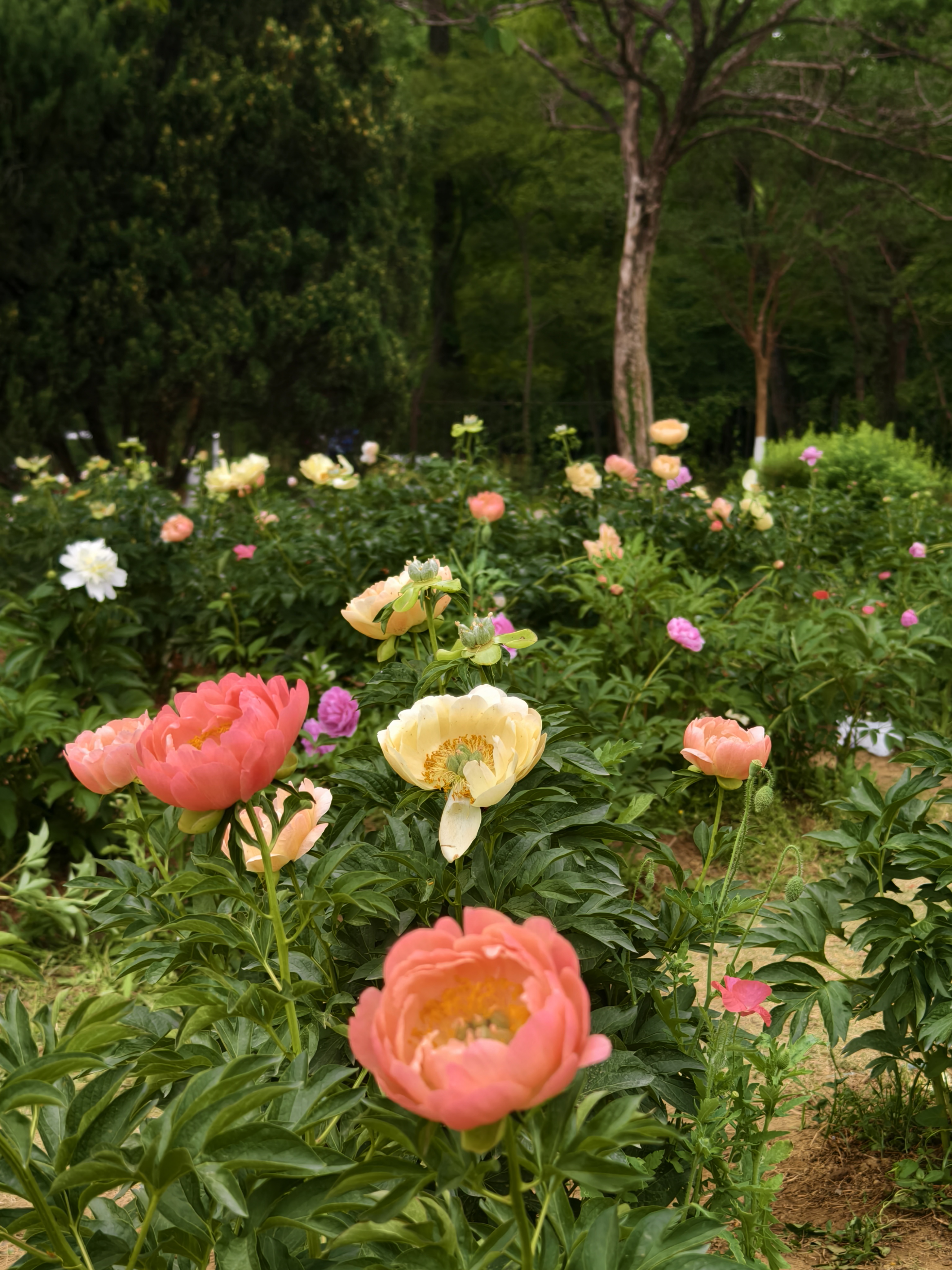 中山植物园宿根花卉园的芍药开了,开得风姿绰约,千娇百媚,又雍容华贵