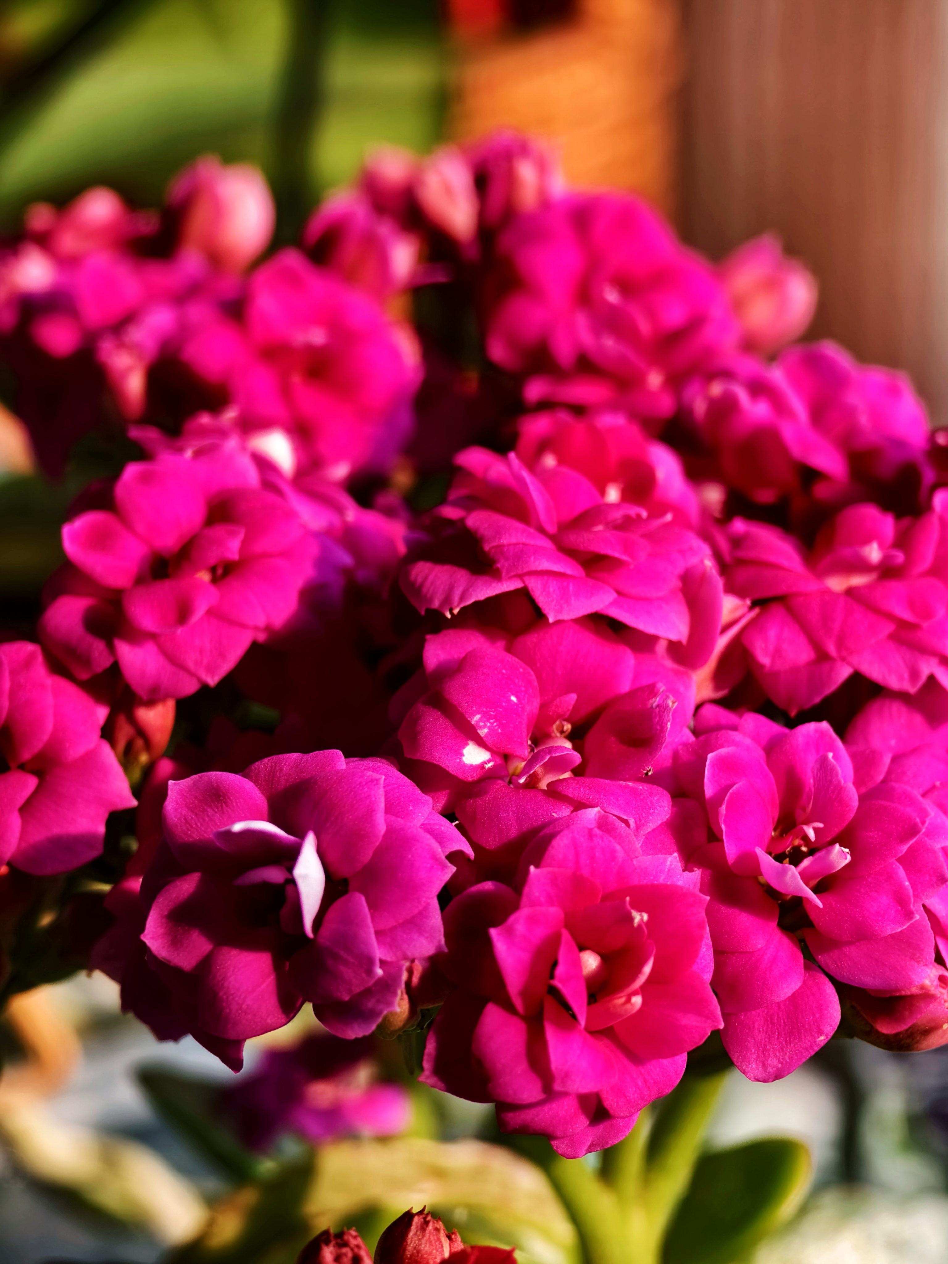 我家唯一的紫色长寿花,喜欢长寿花的朋友帮我看看,这是什么品种?