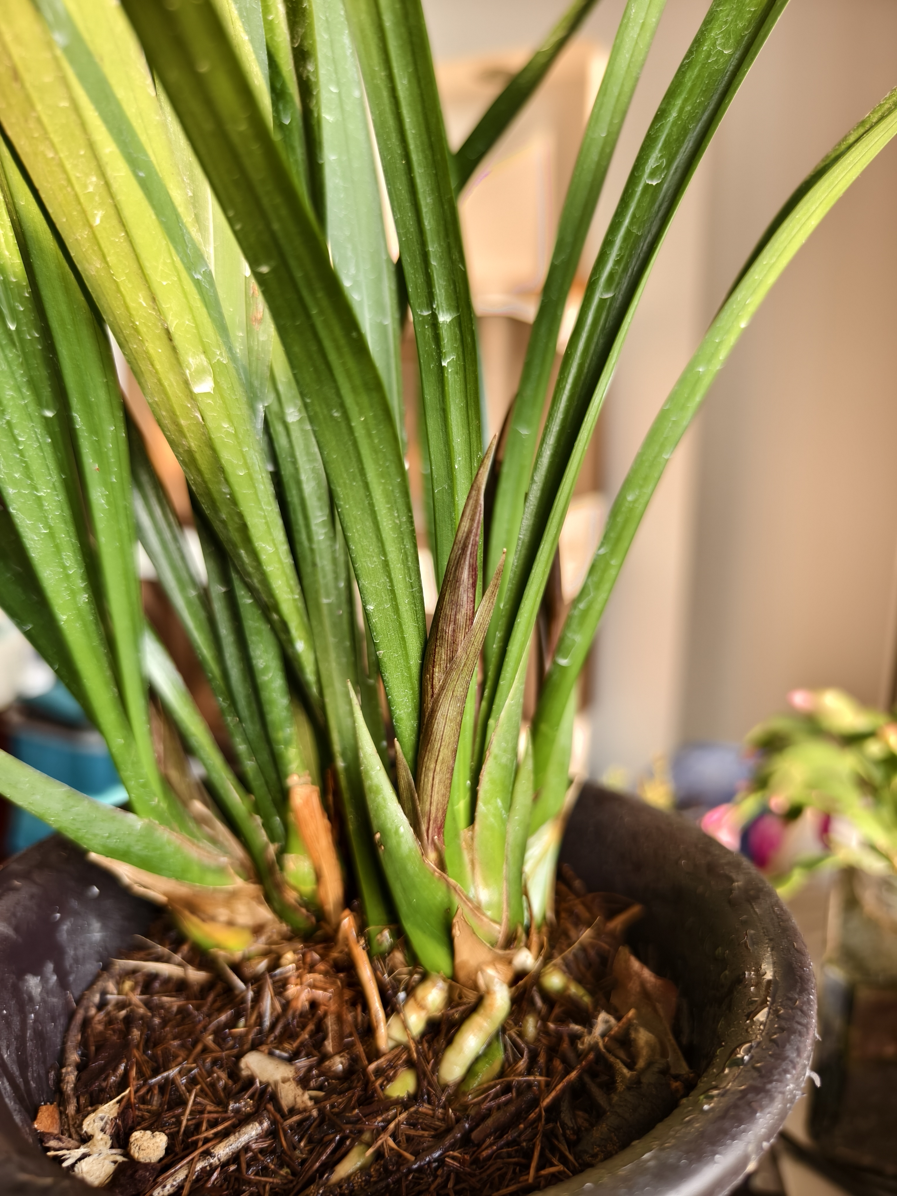 墨兰开花时间,墨兰开花时间表