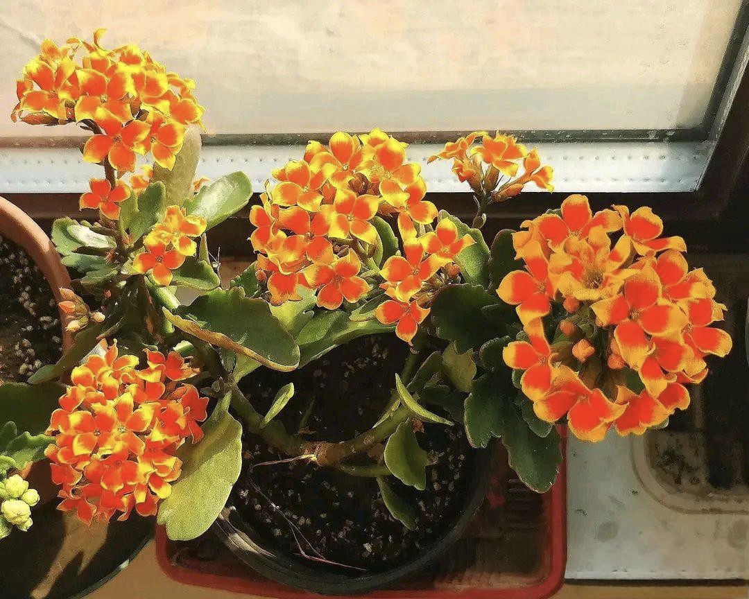 这两种长寿花好看,却有点不好养,你怎么看?