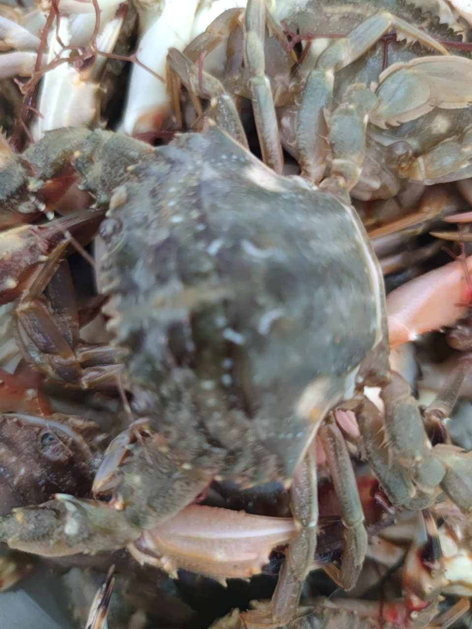 辽宁渤海湾花盖蟹,如今正是肥的季节,而且很便宜,现在市场上到处都是