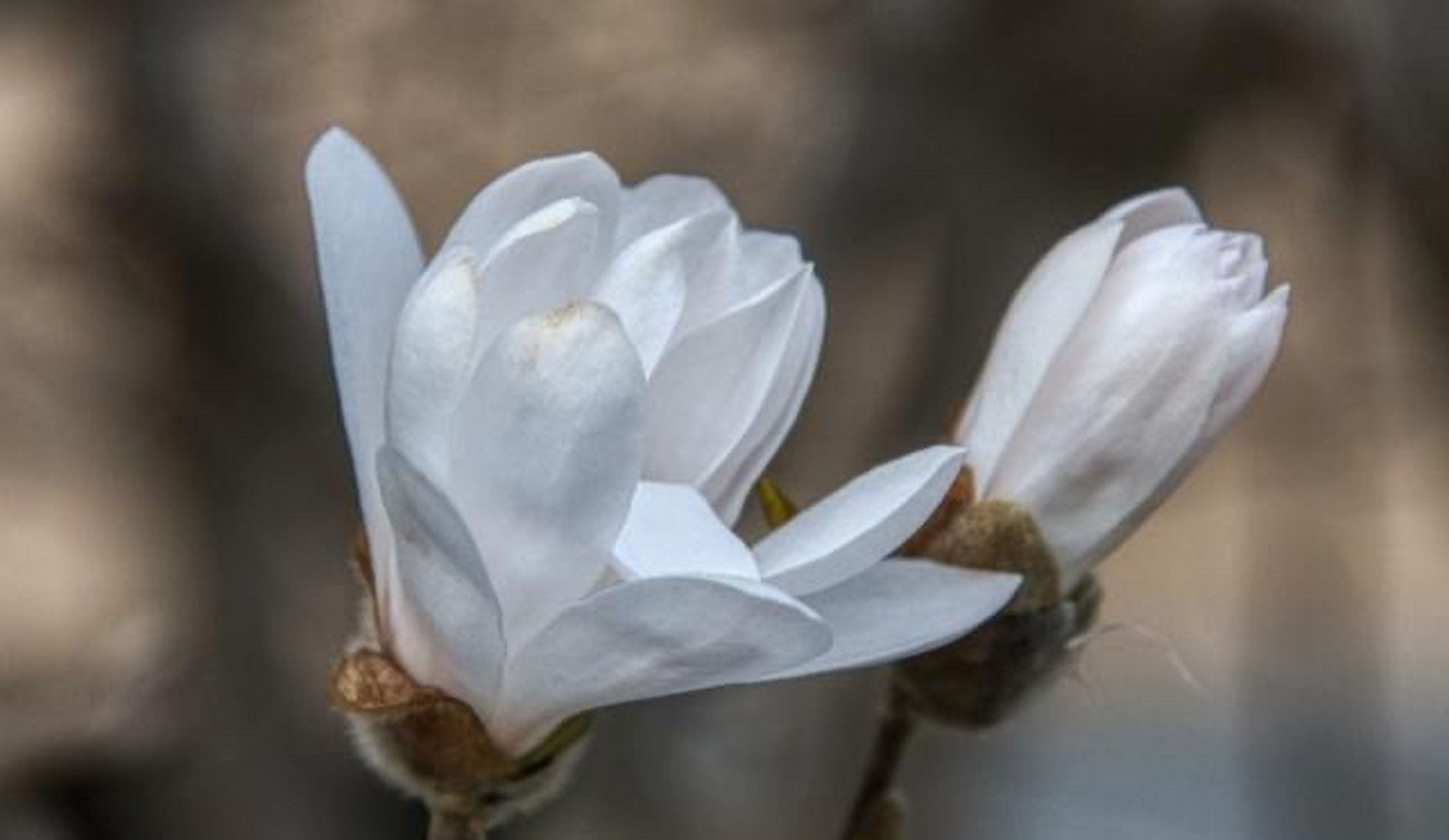 生肖鼠  生肖鼠在很早的时候命宫有"贯索""飞廉"两颗煞星来犯,因此