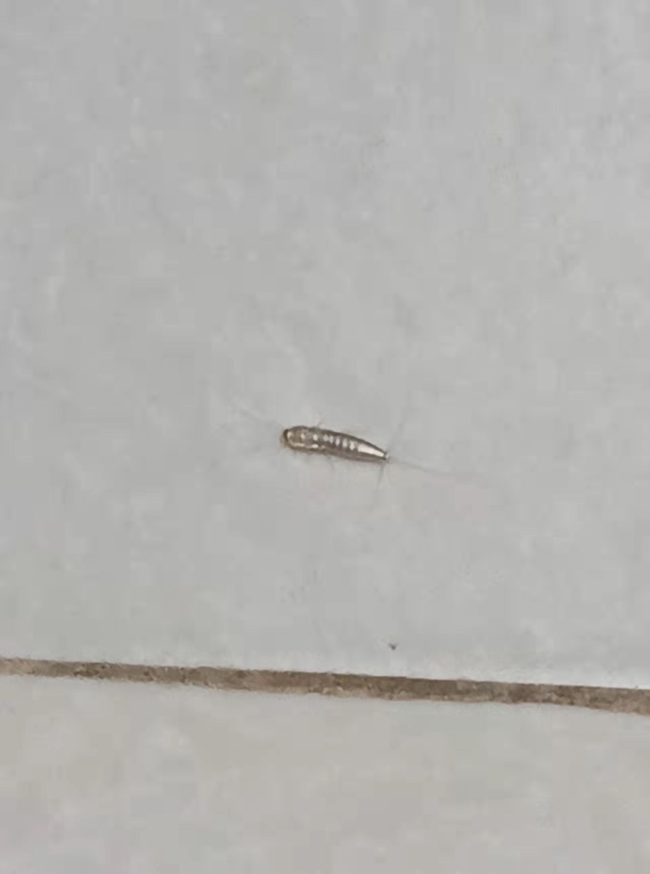 卫生间发现这样的虫子,这是什么虫子?怎么消灭呀?