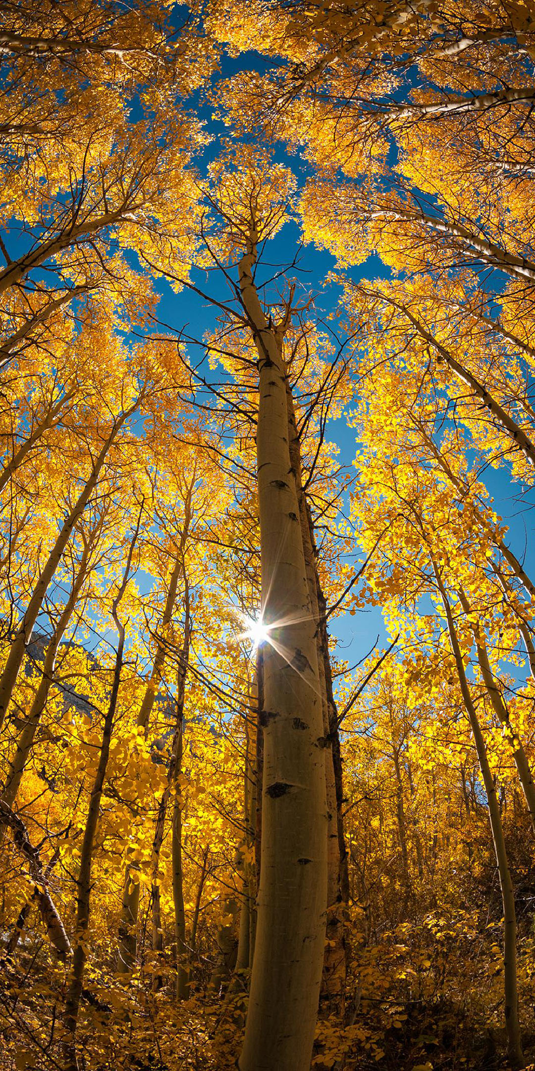 秋天的童话,阳光透过金色树叶的缝隙,洒在挺拔的树干上,美得让人屏息.