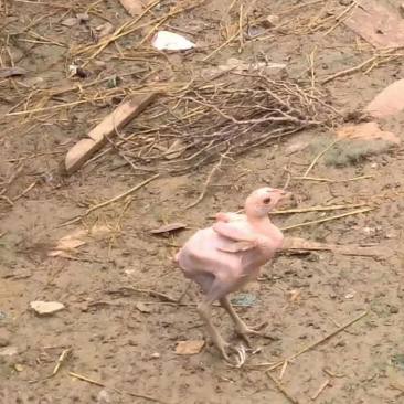 在鸡群中很突兀的出现了一只特别小公鸡,它浑身上下没有一根羽毛,它