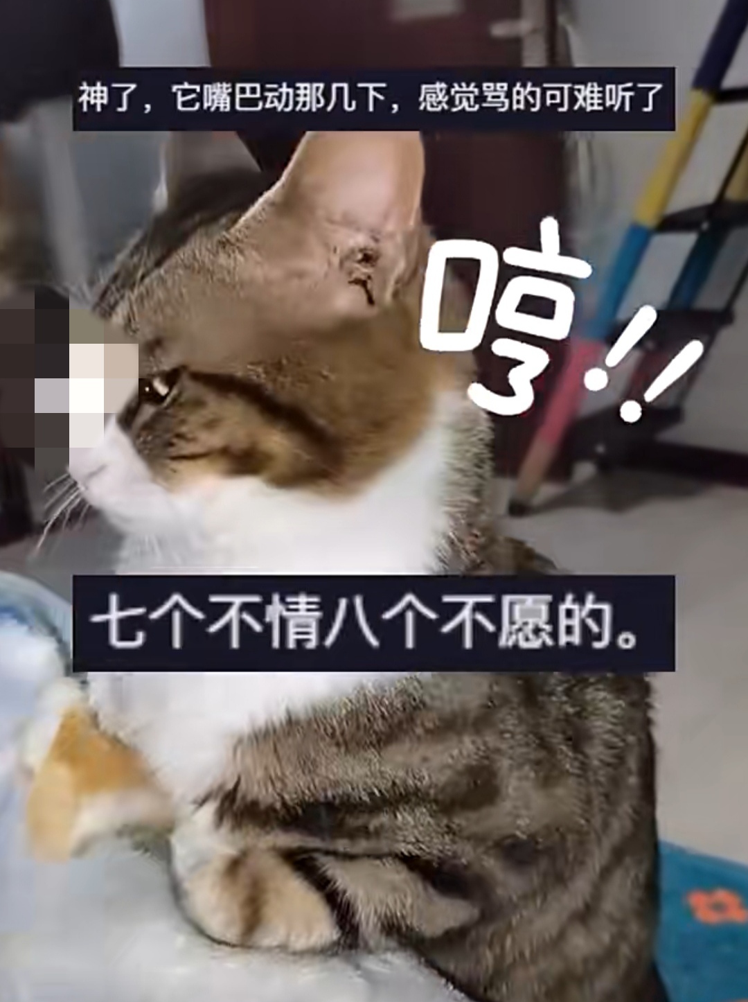 看把小猫气出表情包了.