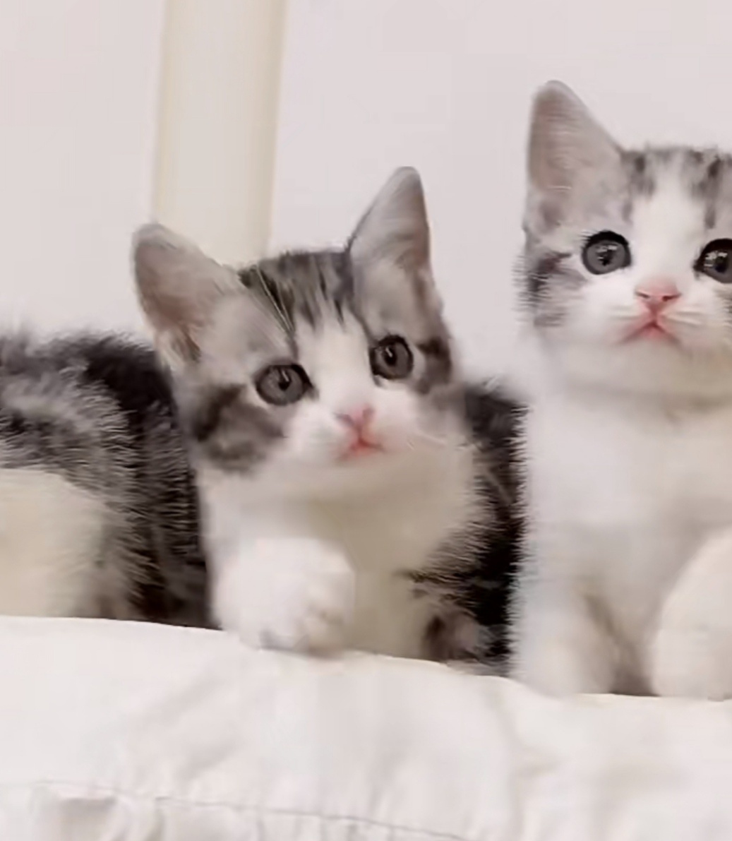 美短虎斑幼猫,由于小家伙没人照顾,出了,自家猫下的崽