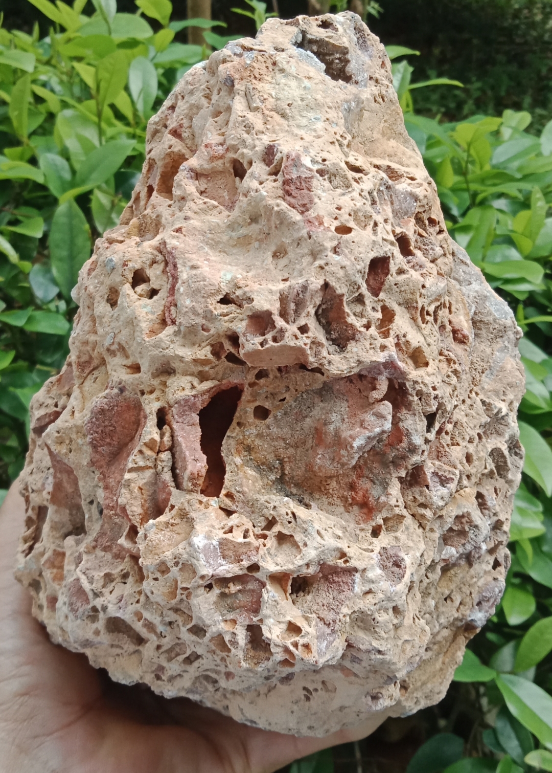 袁州古火山蜂窝宝石,石质坚硬,色泽光亮,外观典雅庄重,是天然艺术品