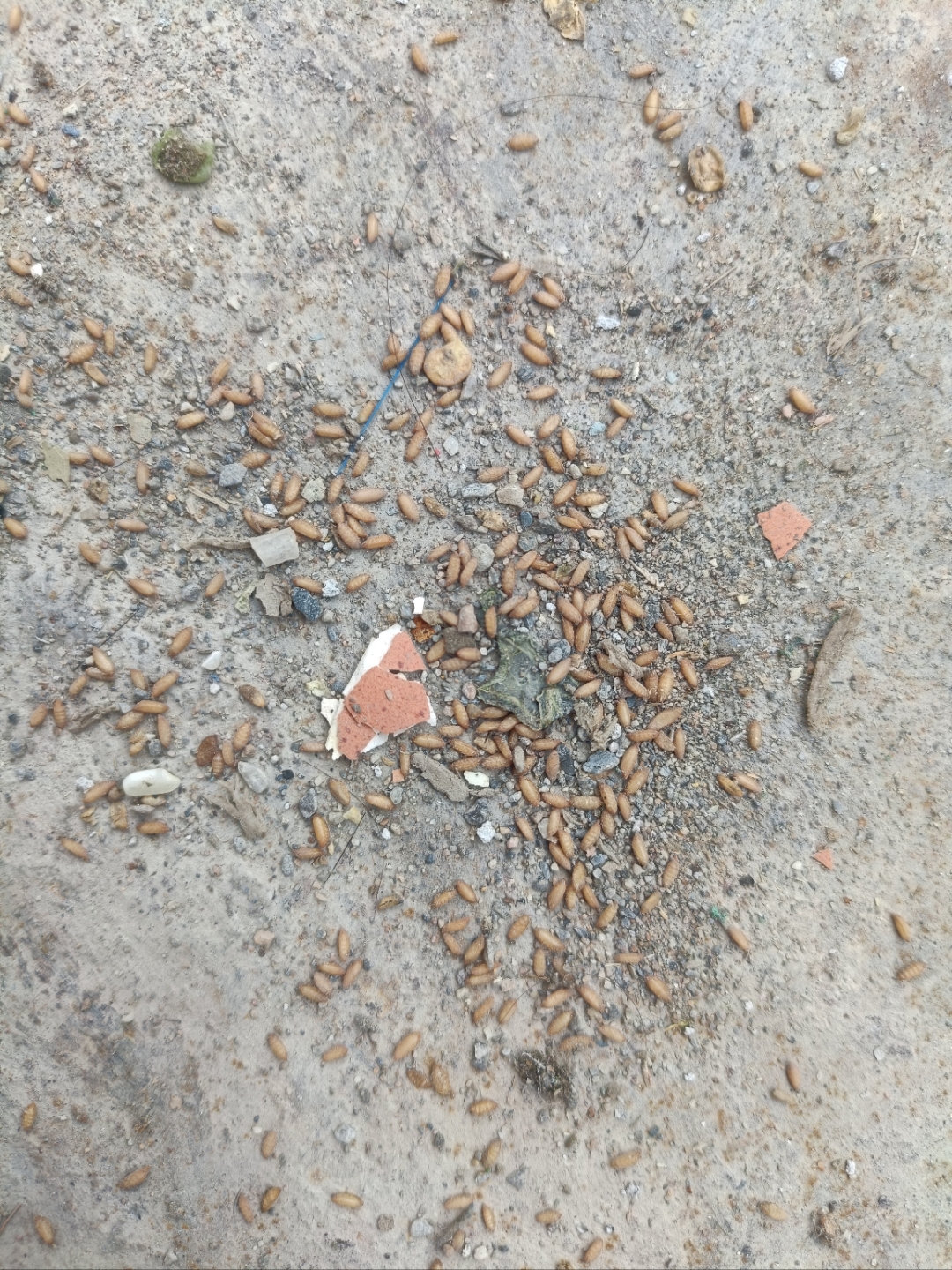 宿舍床板底下出现大量虫卵,请问这是什么东西,怎么清理