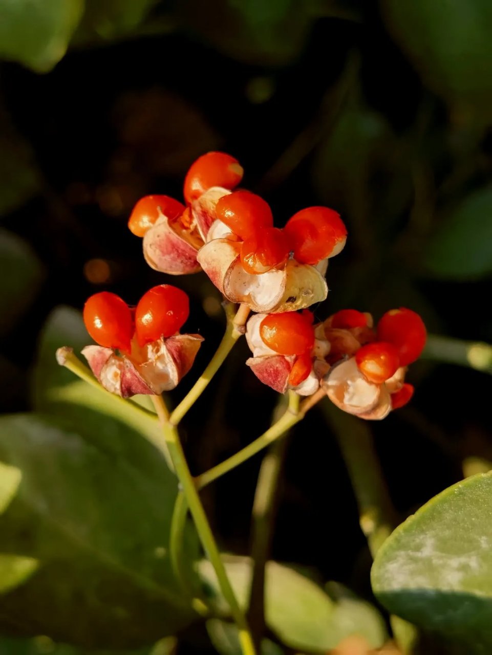 [拍"暗"叫绝]冬青卫矛果实 红色冬青卫矛果实,璀璨似珊瑚,光鲜亮丽