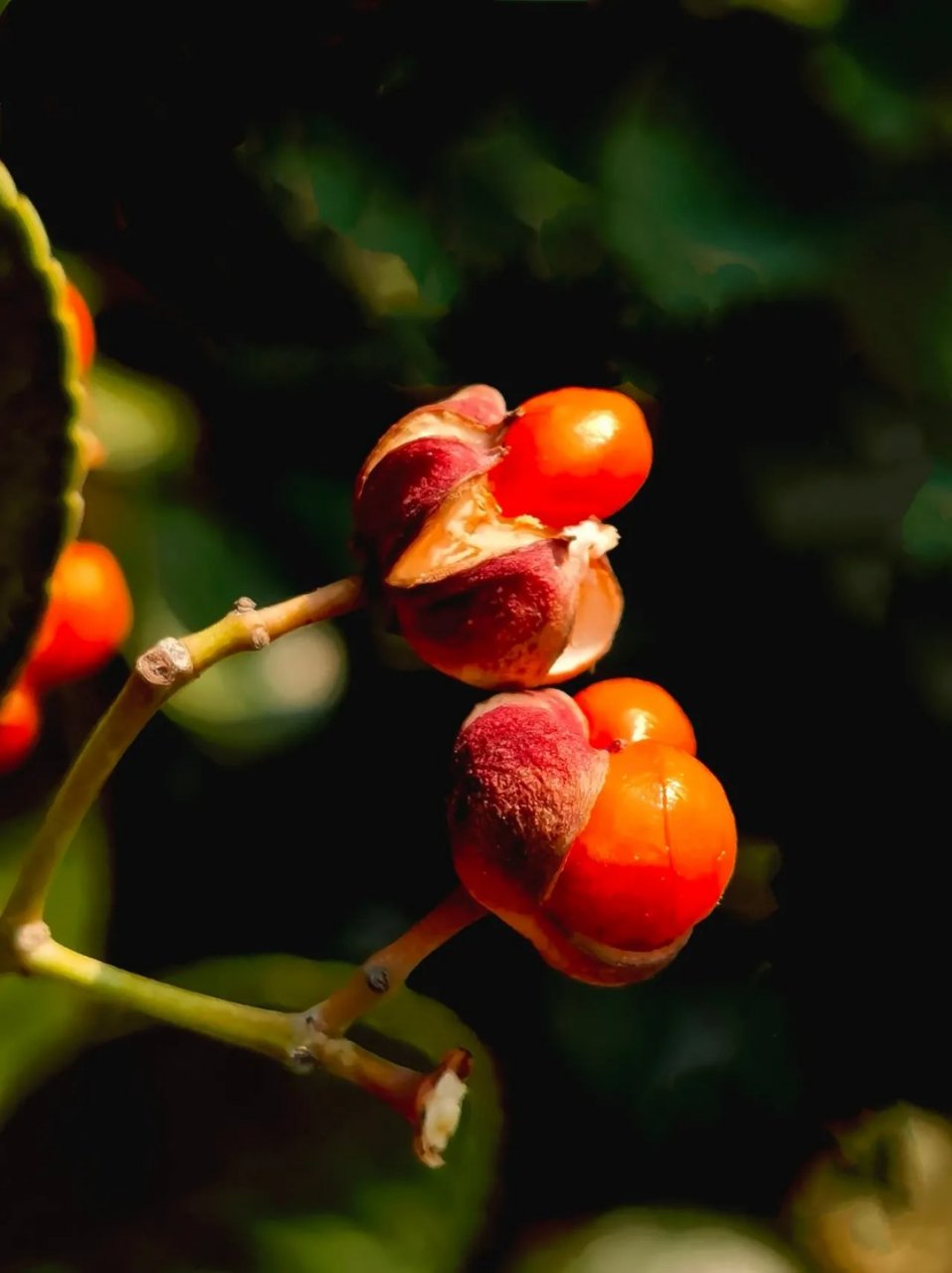 [拍"暗"叫绝]冬青卫矛果实 红色冬青卫矛果实,璀璨似珊瑚,光鲜亮丽