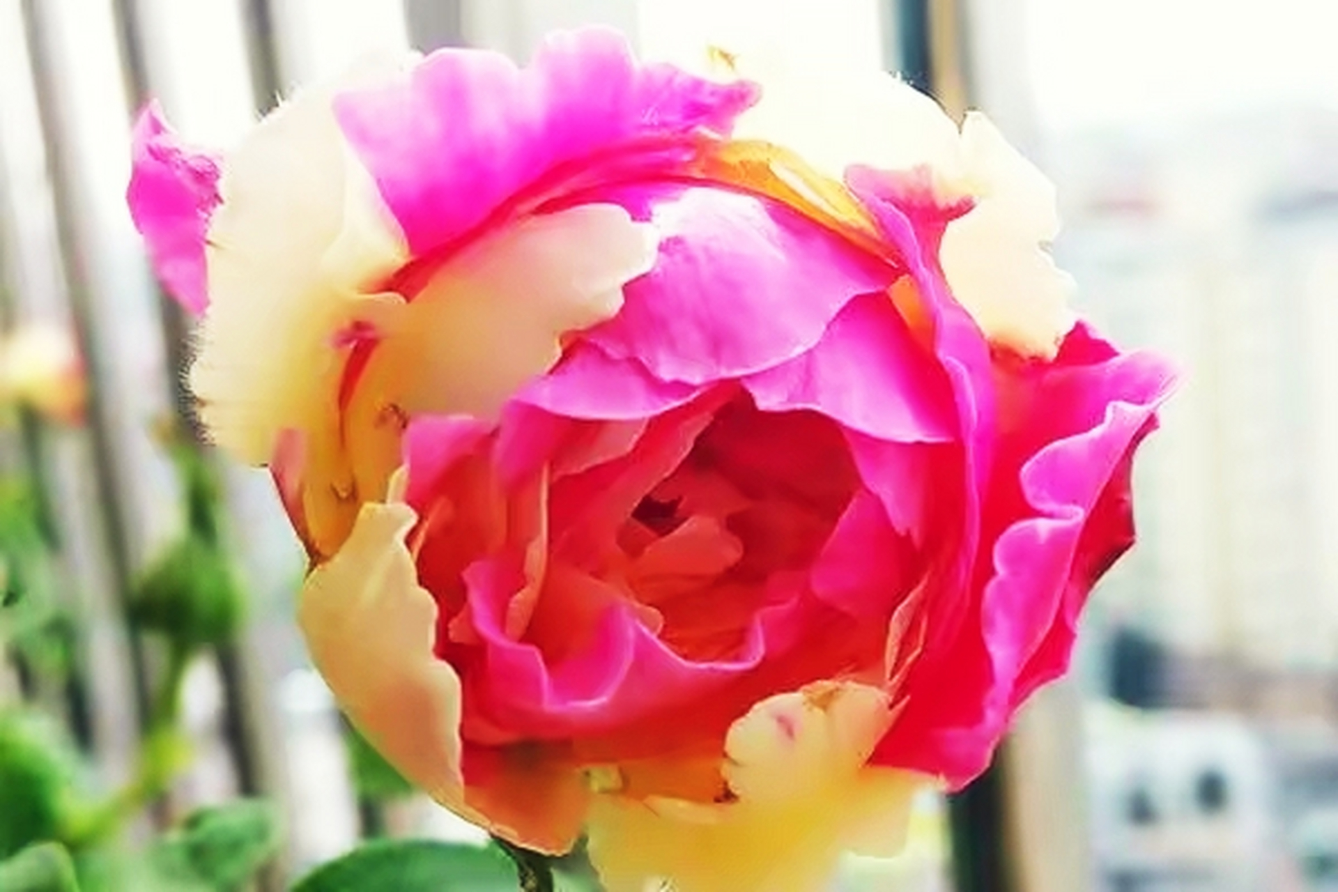 风月月季,一款既神秘可爱又风情万种的月季,也被称为是月季界的"四大