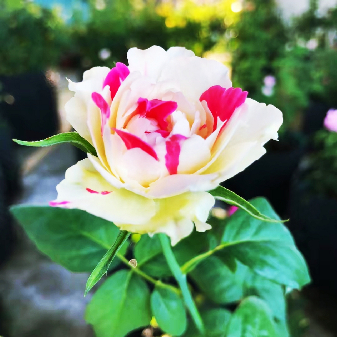 风月月季,一款既神秘可爱又风情万种的月季,也被称为是月季界的"四大