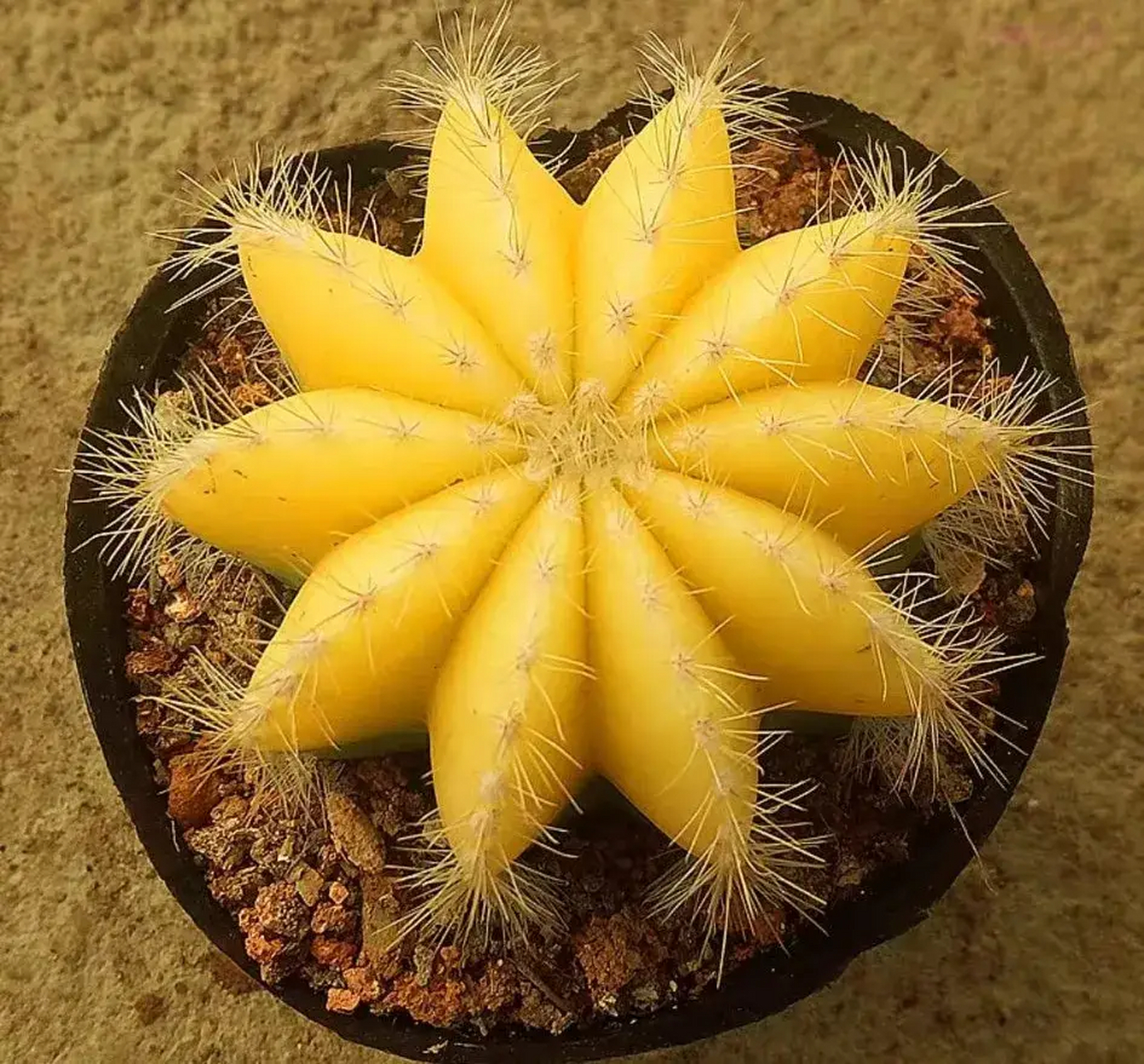 分享一组漂亮的银光锦仙人球  外形似花,比例均匀, 色彩渐变,漂亮梦幻