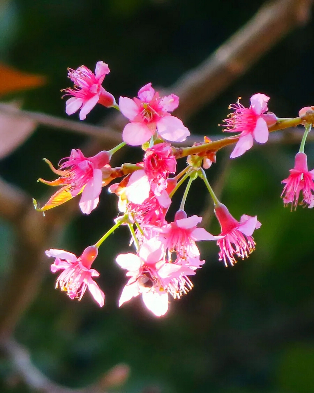 白石江公园绯樱盛开添色彩