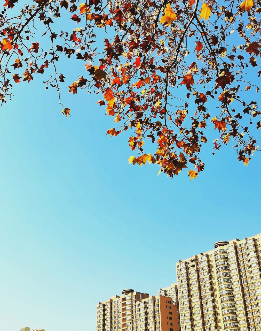 "我看到的vs我拍到的"——【新视角】冬日法国梧桐  在晴朗的冬日里