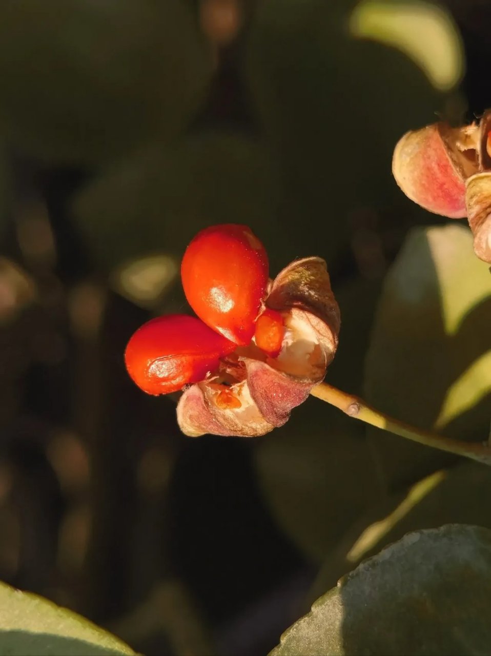 [拍"暗"叫绝]冬青卫矛果实 红色冬青卫矛果实,璀璨似珊瑚,光鲜亮丽