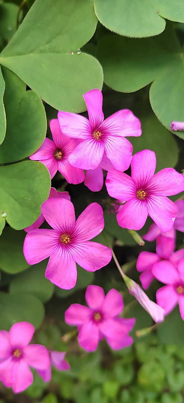 它的叶子由三片心形叶子组成,是很多人眼中的三叶草