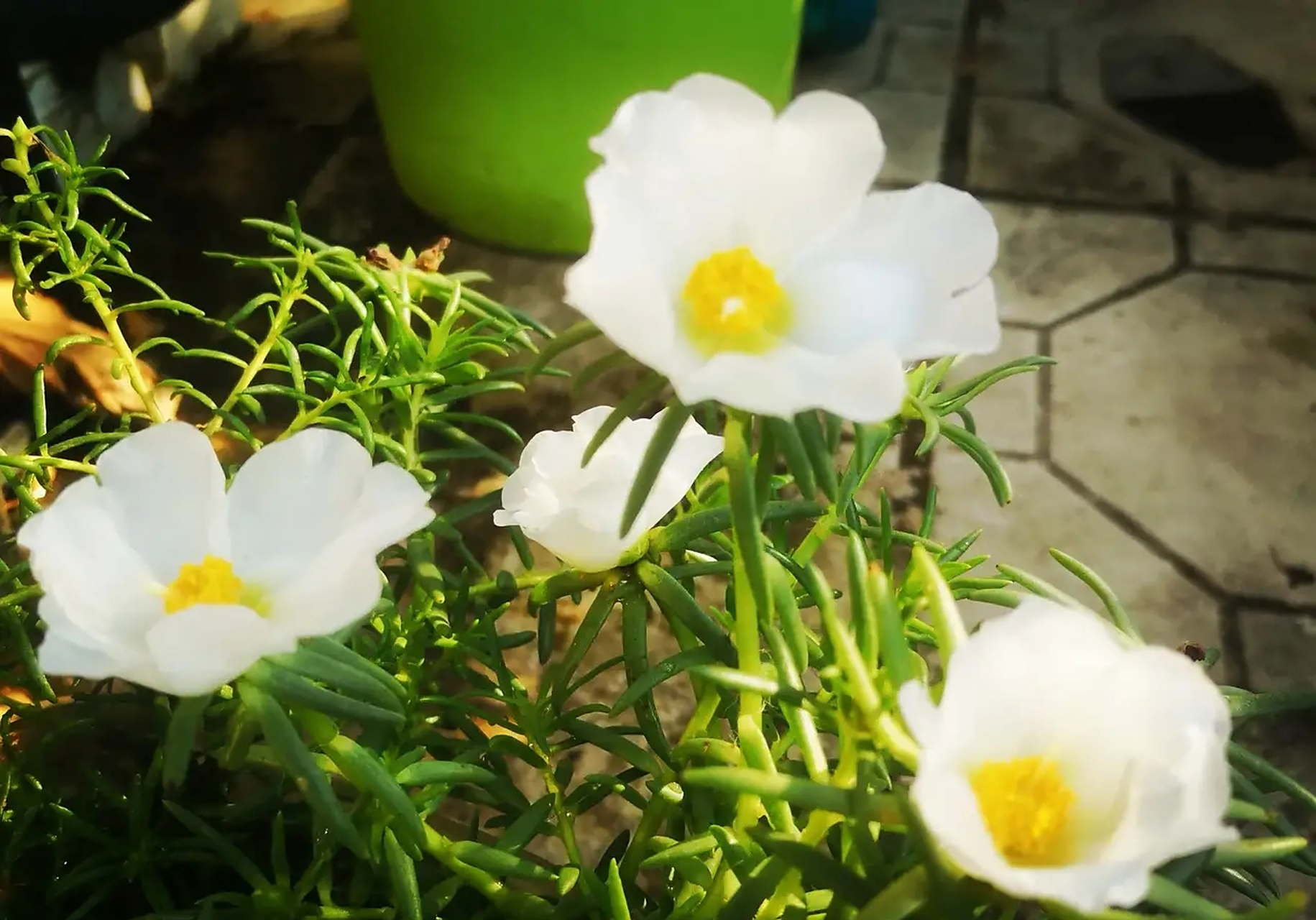 白色太阳花我还是头一次见.如此洁白,优雅与芬芳!