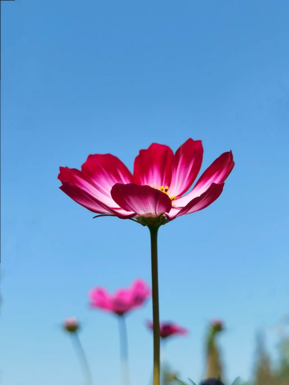 蓝天下的鲜花图片