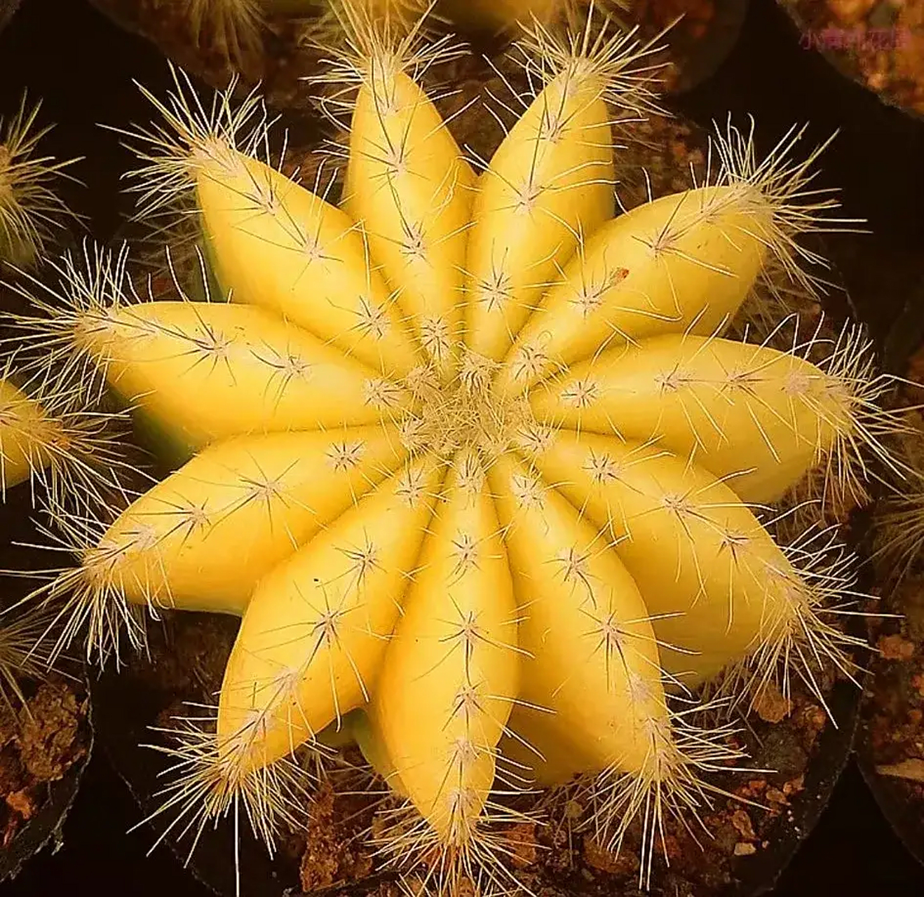 分享一组漂亮的银光锦仙人球  外形似花,比例均匀, 色彩渐变,漂亮梦幻