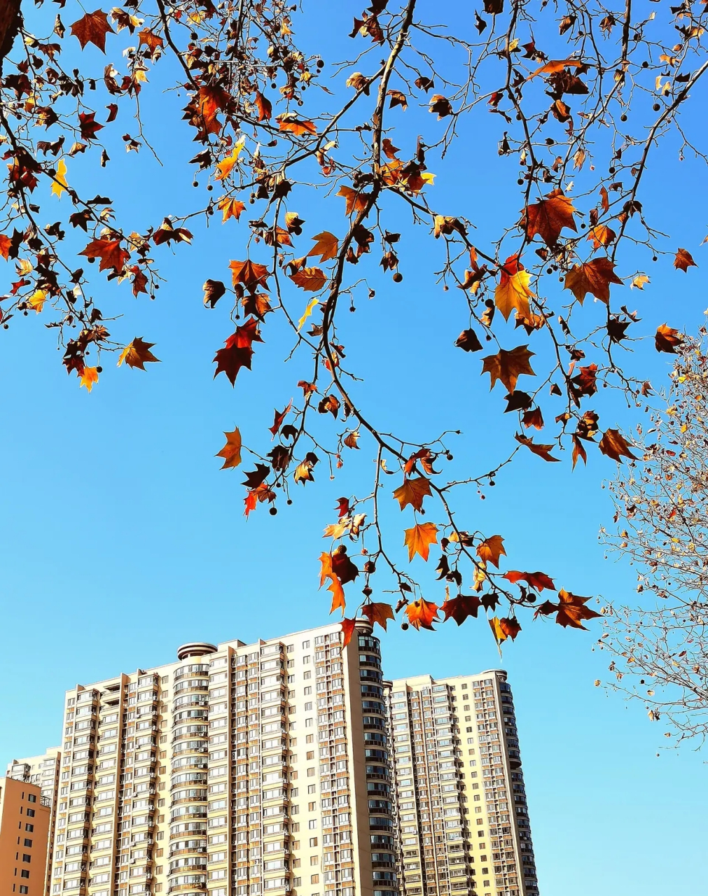 "我看到的vs我拍到的"——【新视角】冬日法国梧桐  在晴朗的冬日里