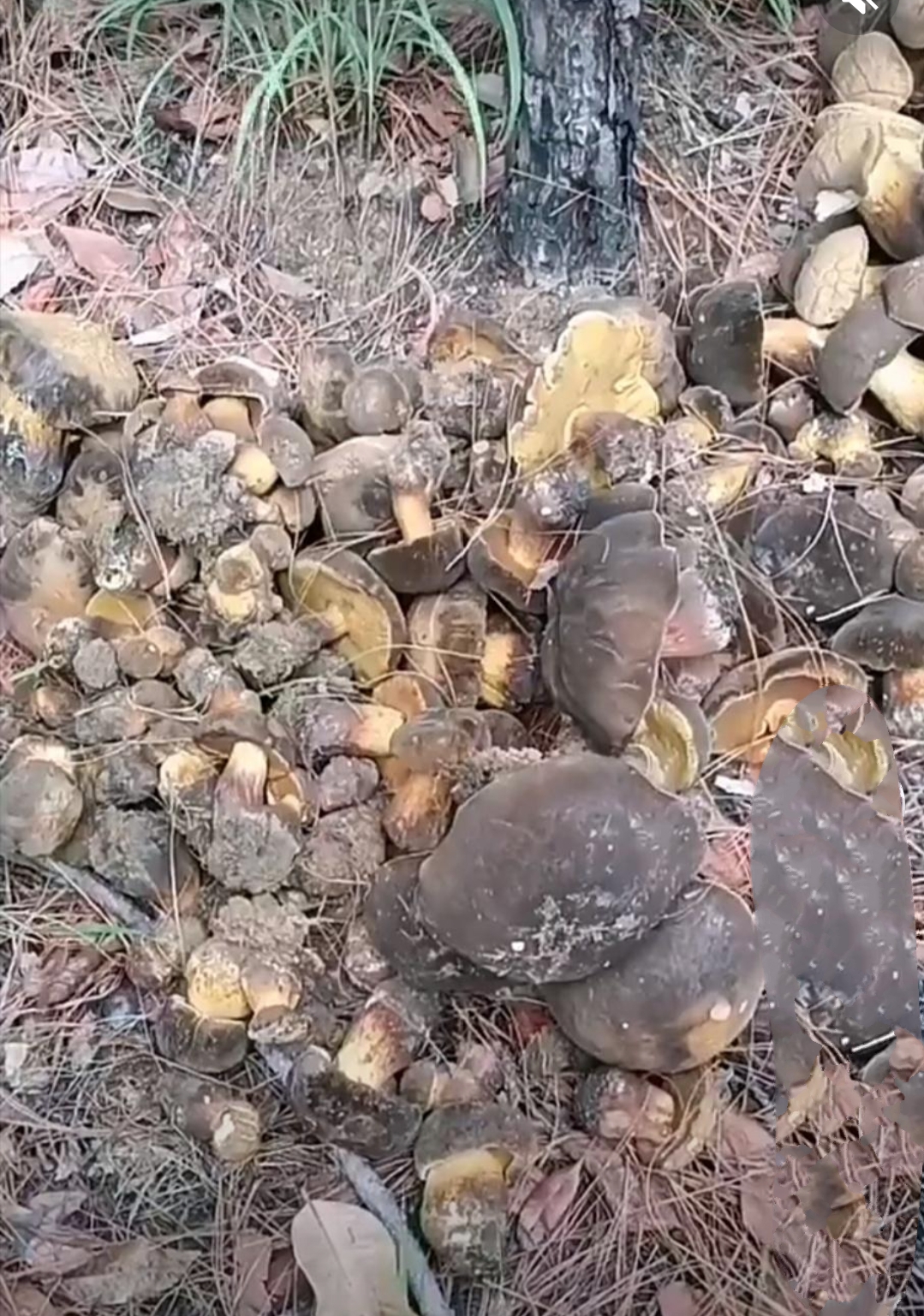 就因几个客商说,大哥的蘑菇都是残次品不值钱,大哥说到做倒就倒了.