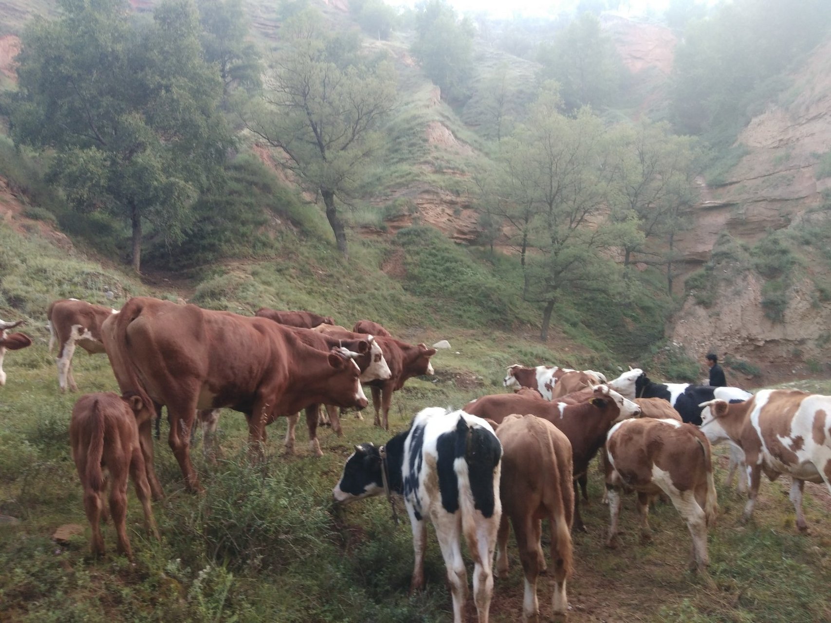 积石山县郭干乡郭干村麻乃牛厂