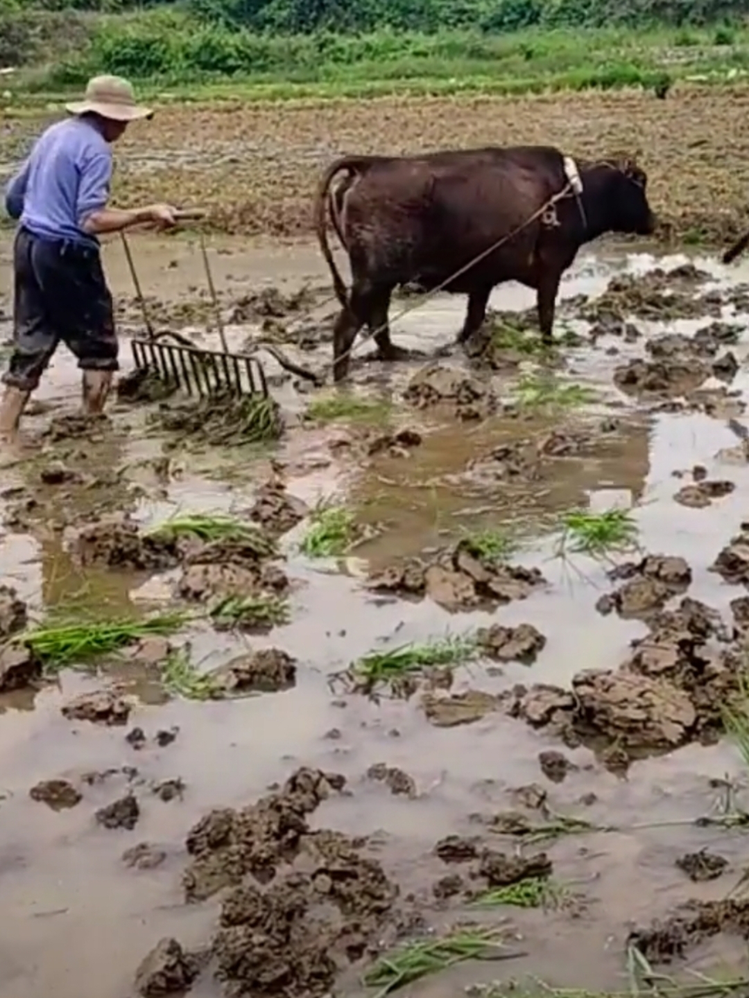 田间的蓝衣身影,牛拉着木制犁耙舞动.