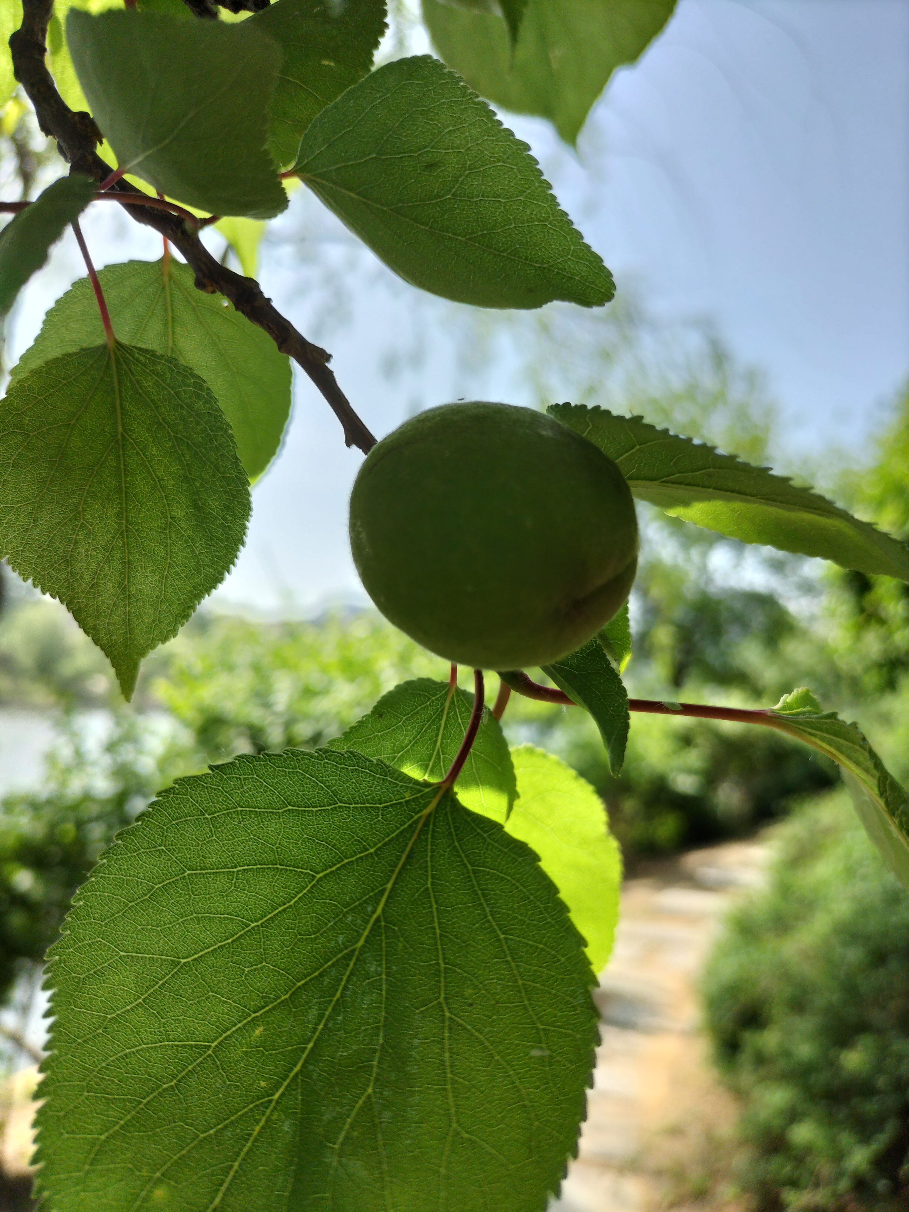 一笑芳香沁图集图片