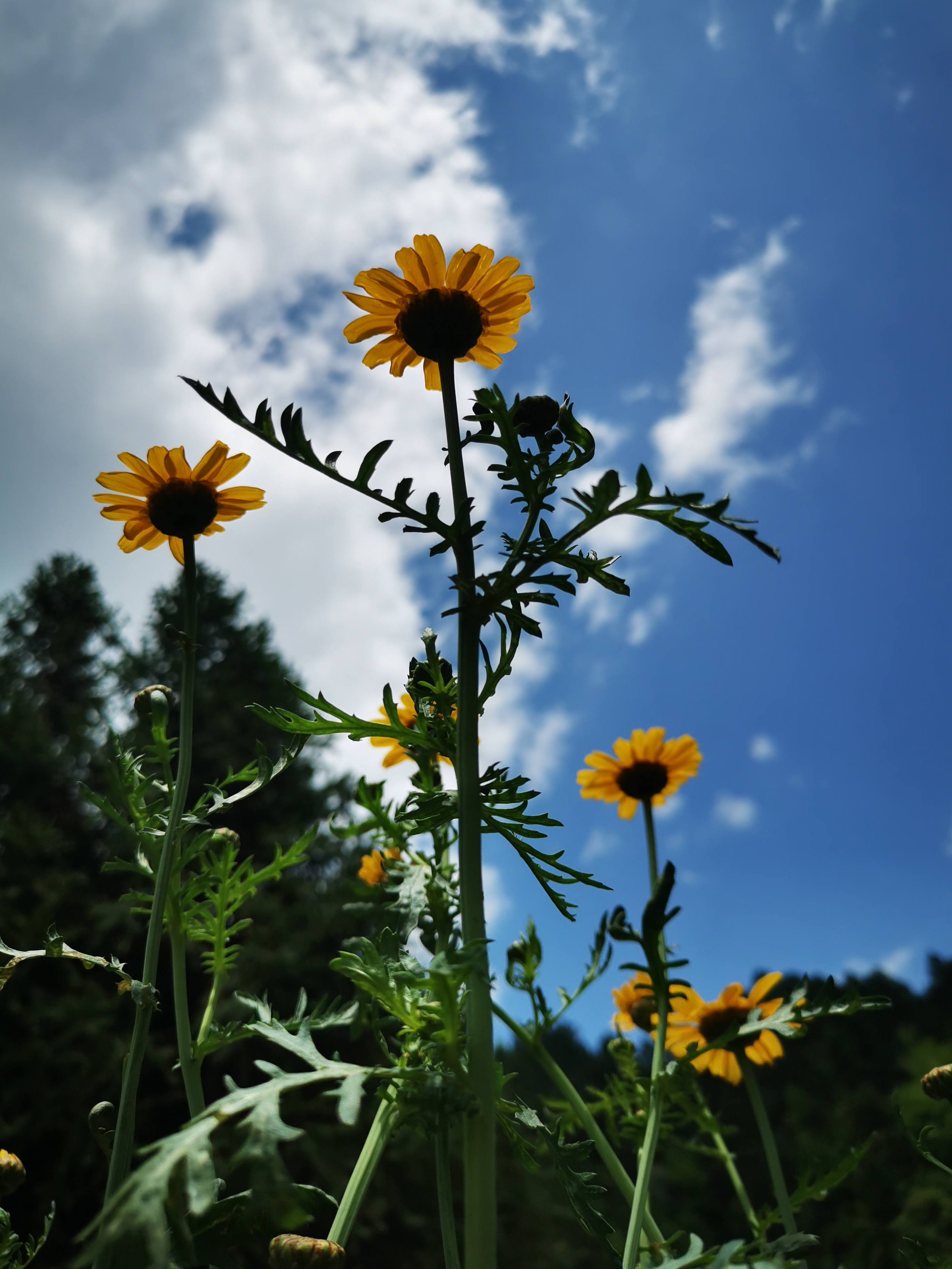 成功的花, 人们只惊羡她现时的明艳 然而,当初它的芽儿 浸透了奋斗的