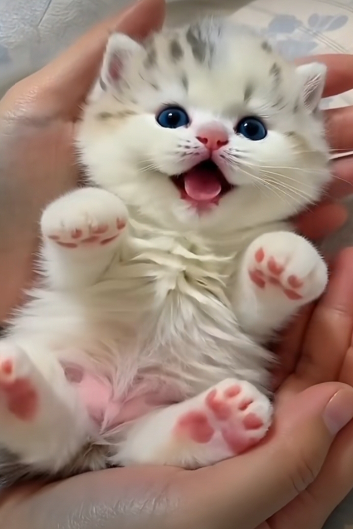 小猫死了怎么超度-猫死了怎么正确处理 小猫死了怎么超度-猫死了怎么正确处理