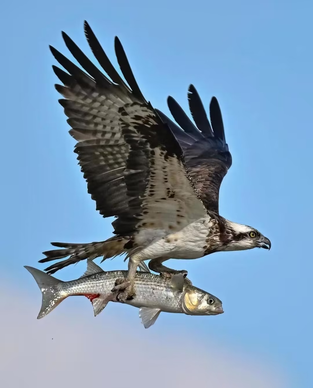 美图分享     鹰07击长空,鹏程万里    959595