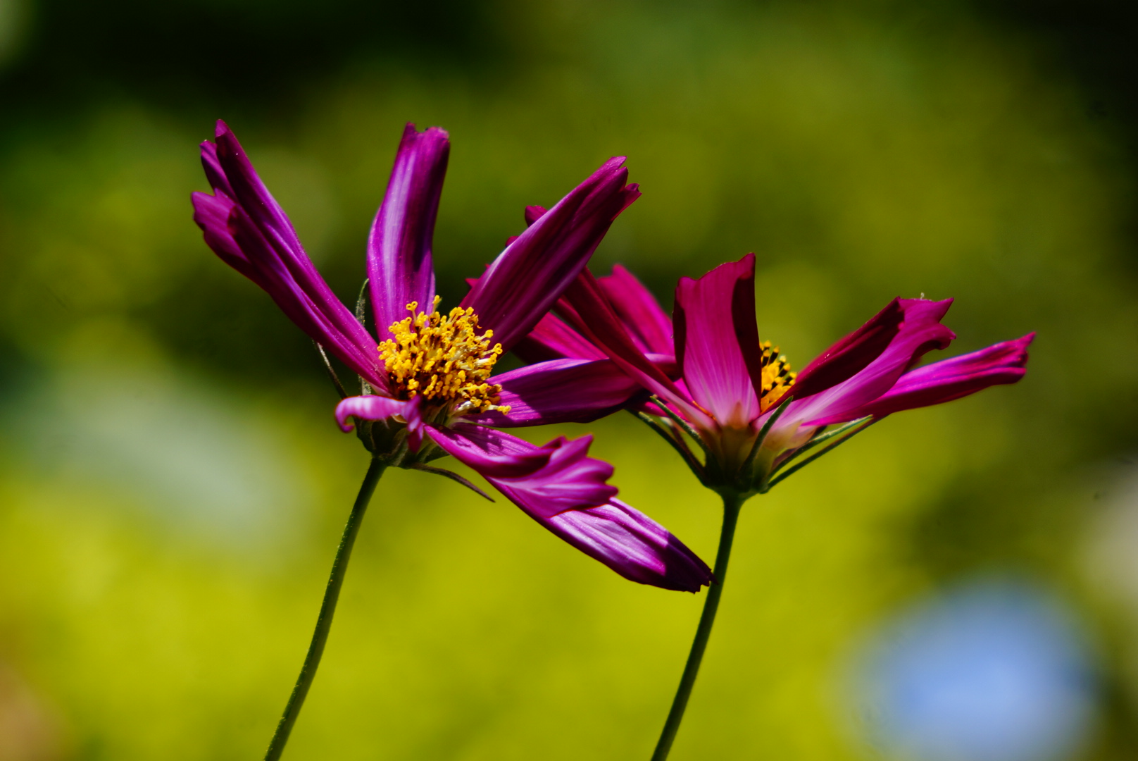 炎暑花争妍,真好看.消磨时光,左看右看,看不完.