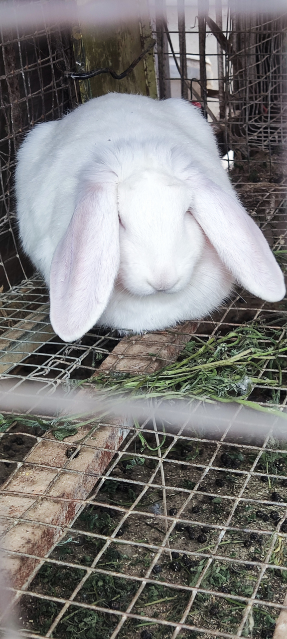 白色公羊兔,有喜欢的吗?