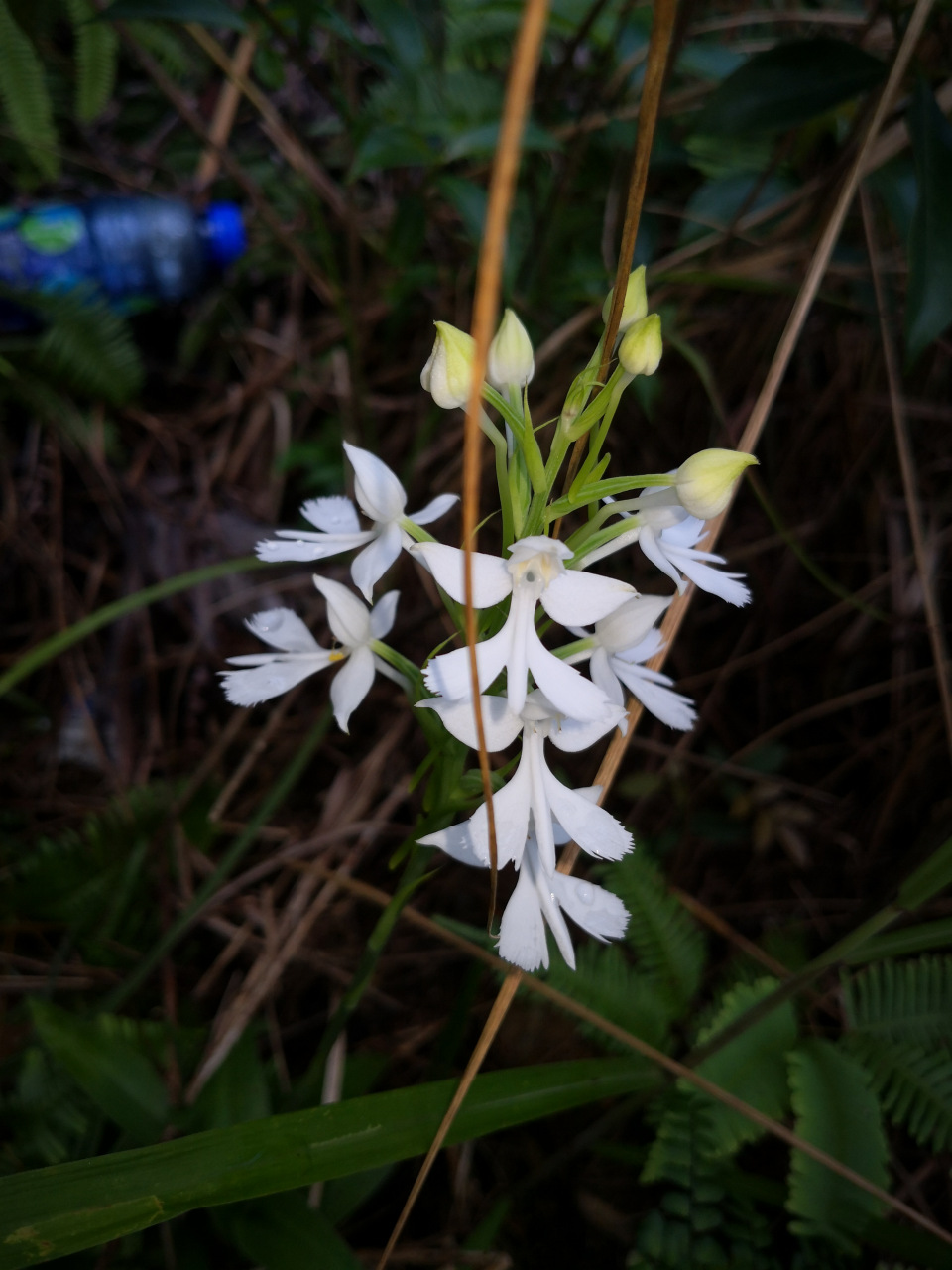 橙黄玉凤花,鹅毛玉凤花