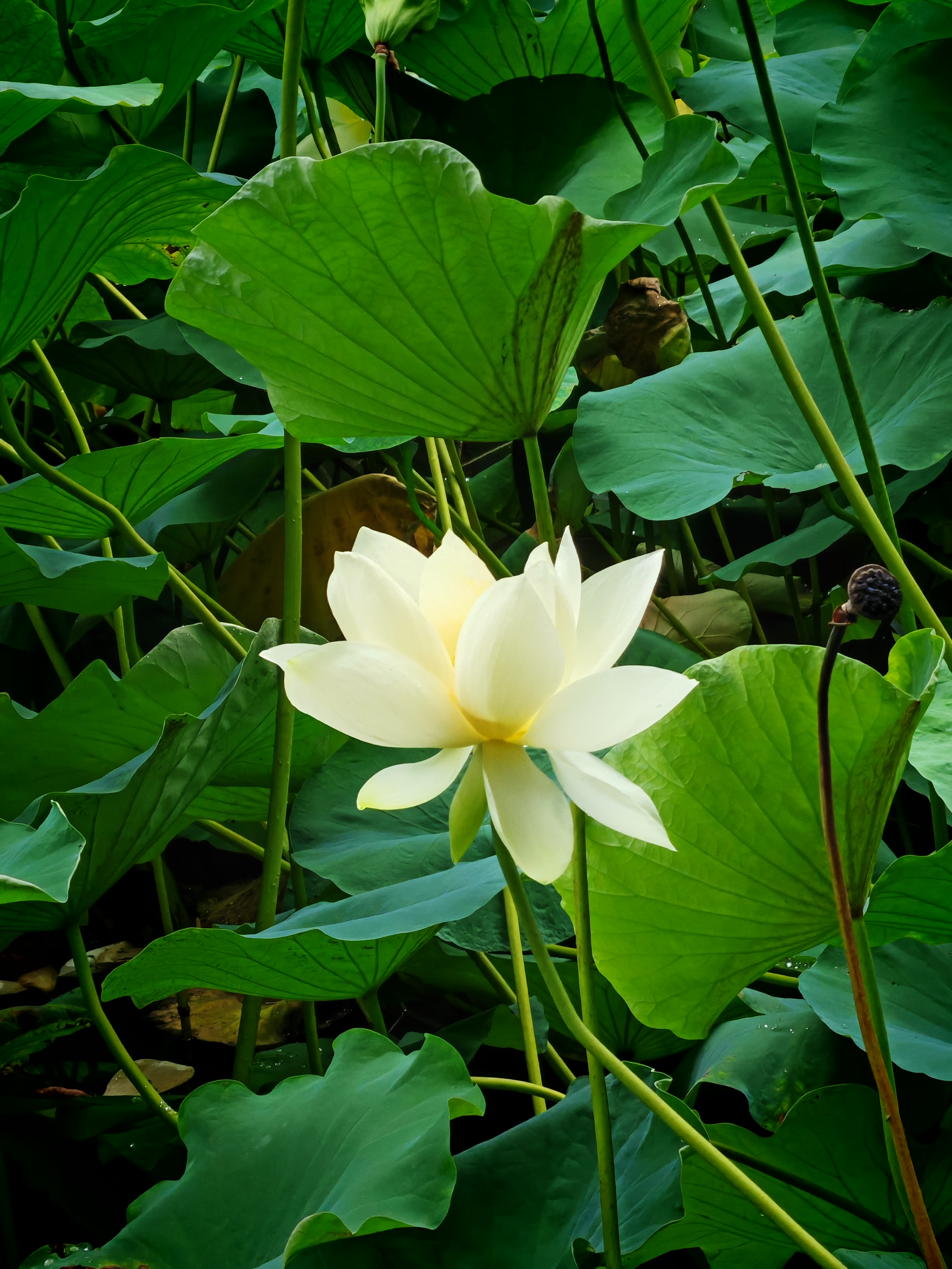 荷花四季的样子图片