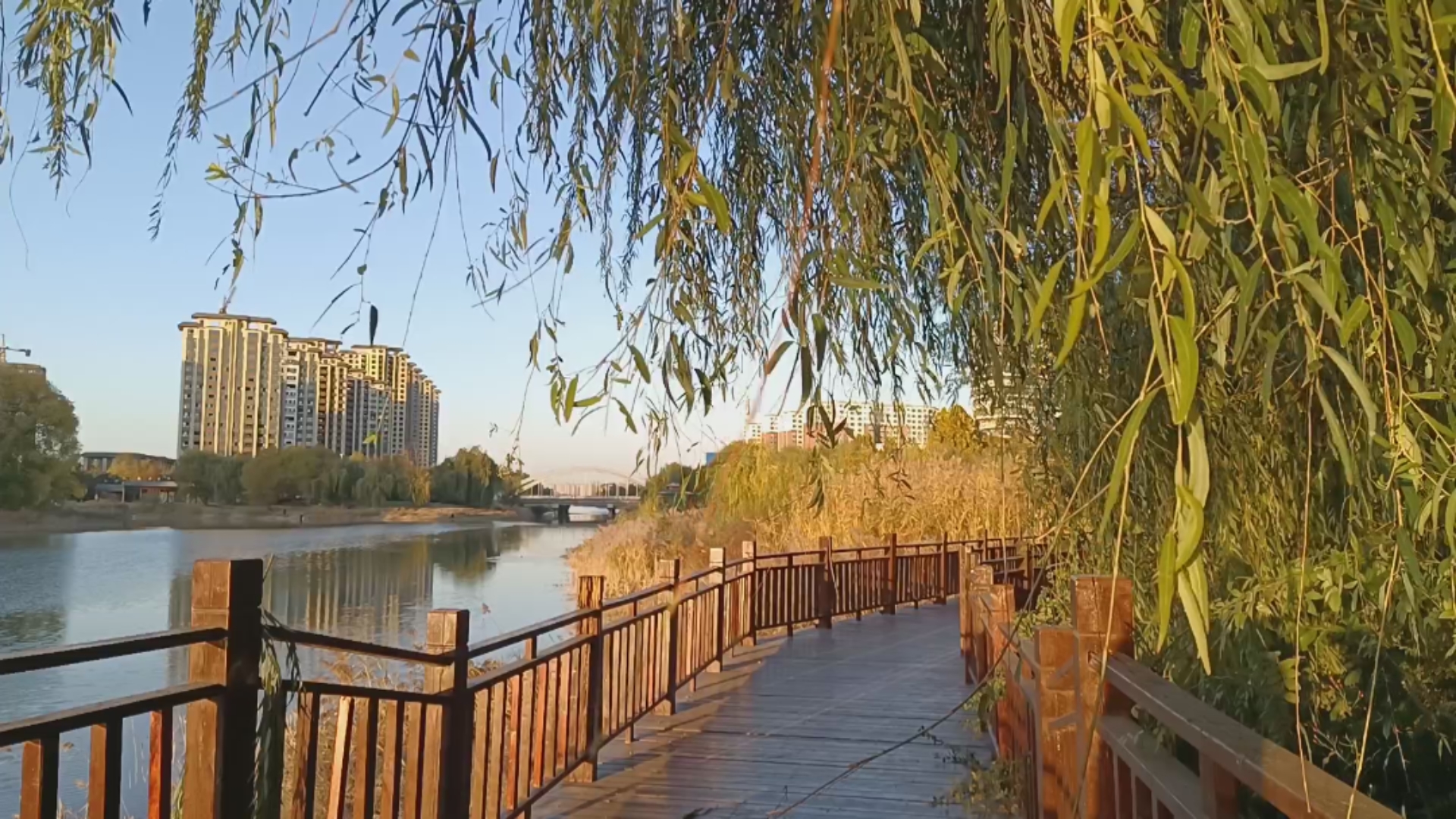 濮阳市马颊河滨河公园竹翠园随拍