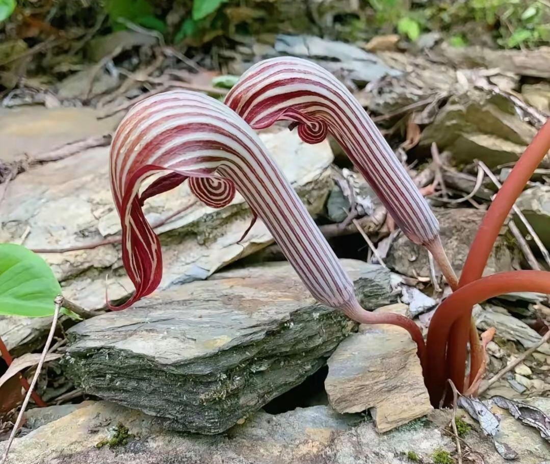爬山时,在岩石缝中发现一种奇特花朵.