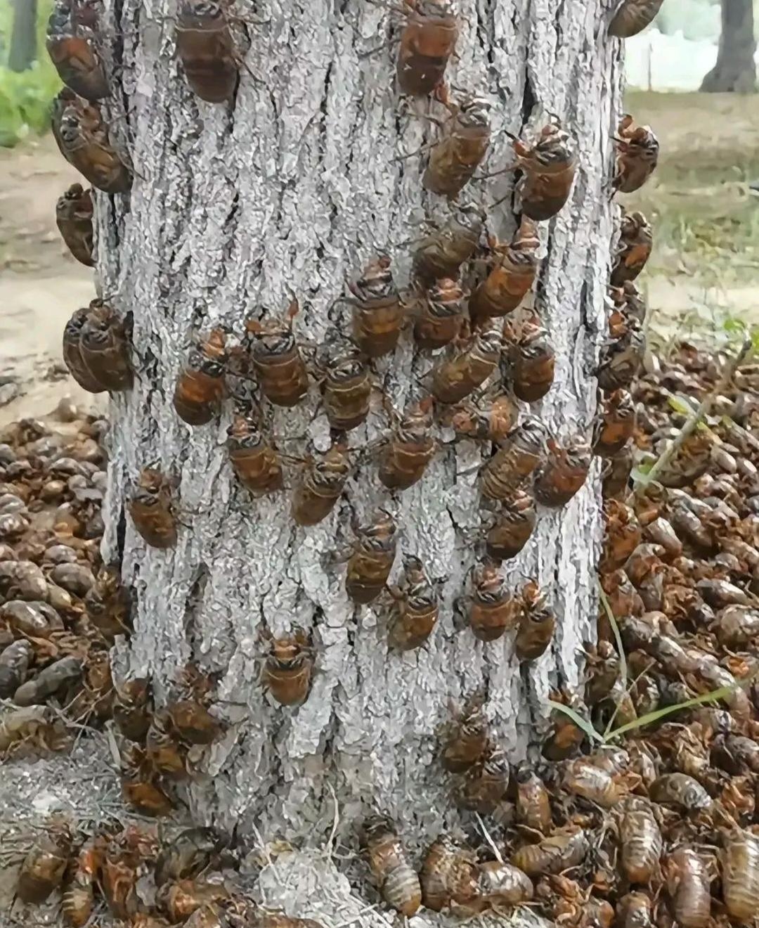 捕蝉月巴图片