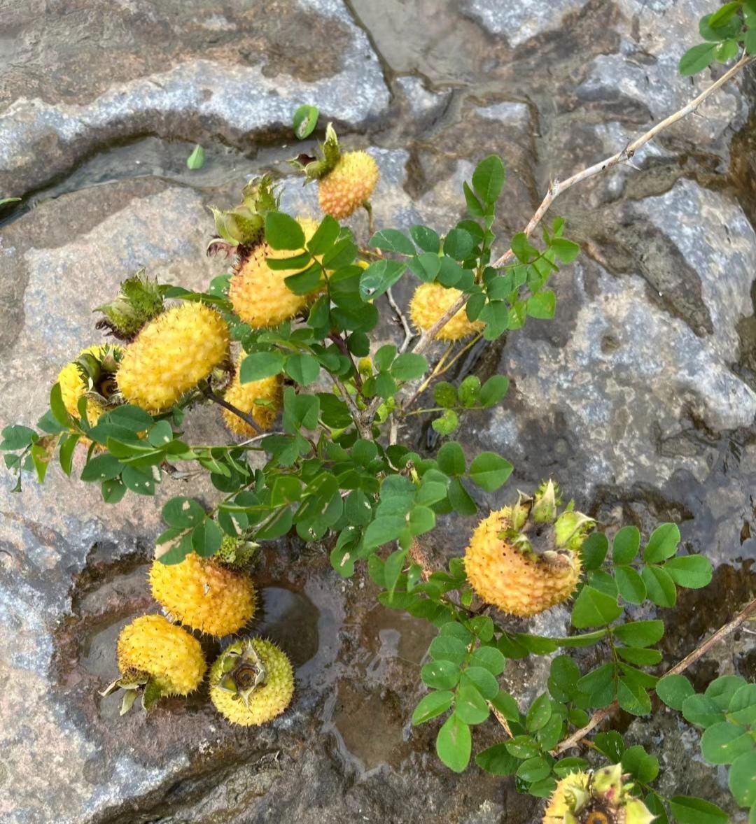 看这果子,浑身带刺,这能吃吗?吃它不得把嘴扎成猪头啊!